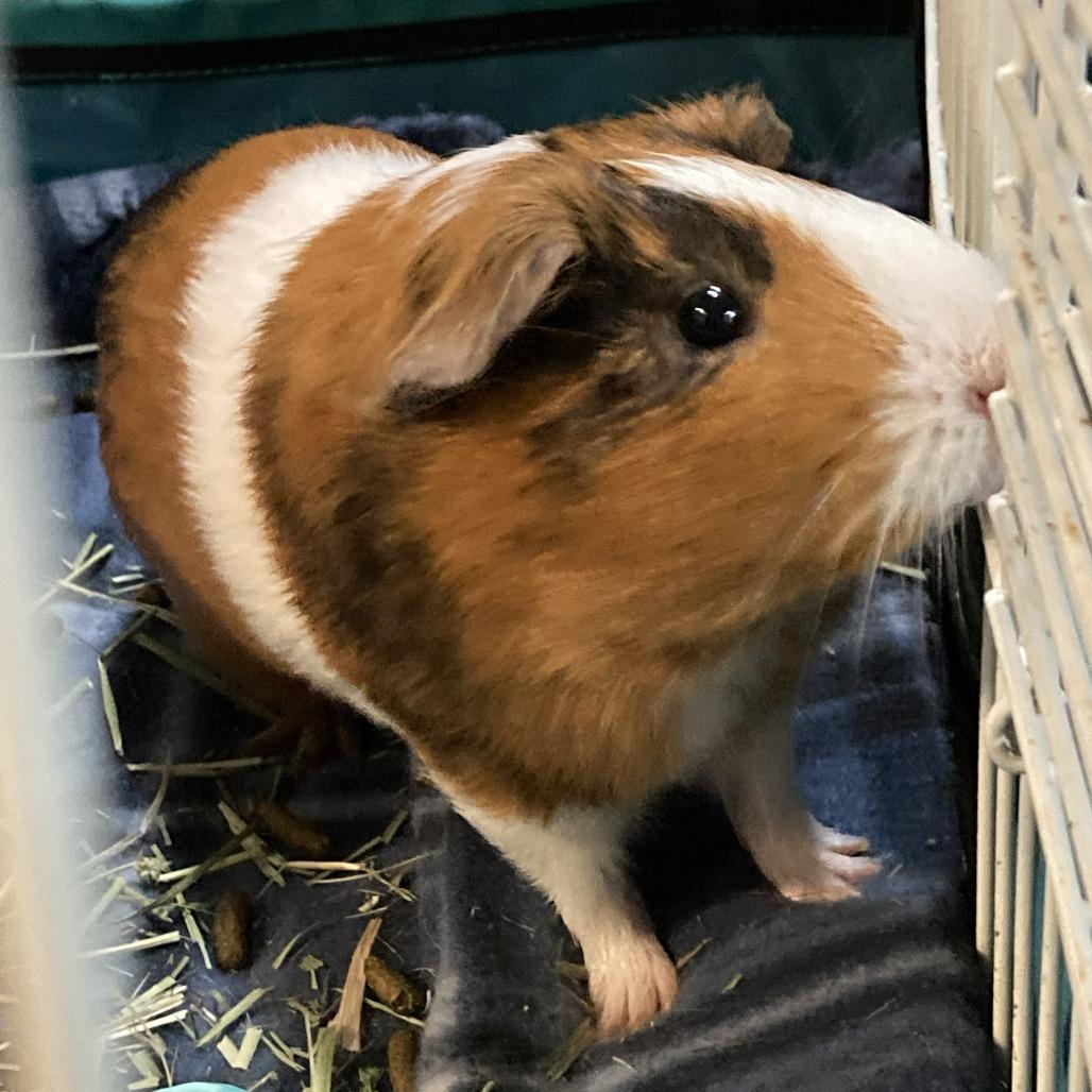 Enlarge Larry, a Adoptable Guinea Pig in Wilmington, NC image 2/5