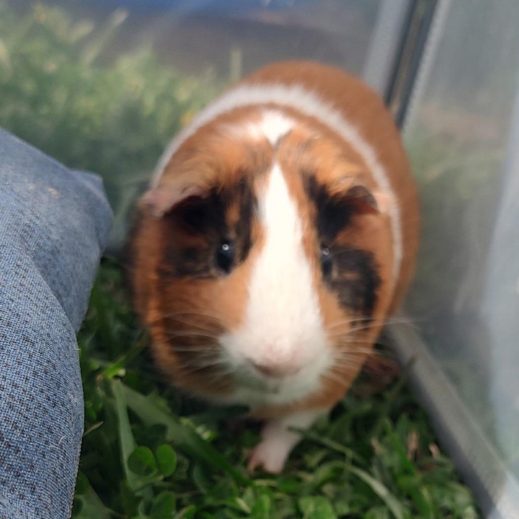 Enlarge Larry, a Adoptable Guinea Pig in Wilmington, NC image 3/5