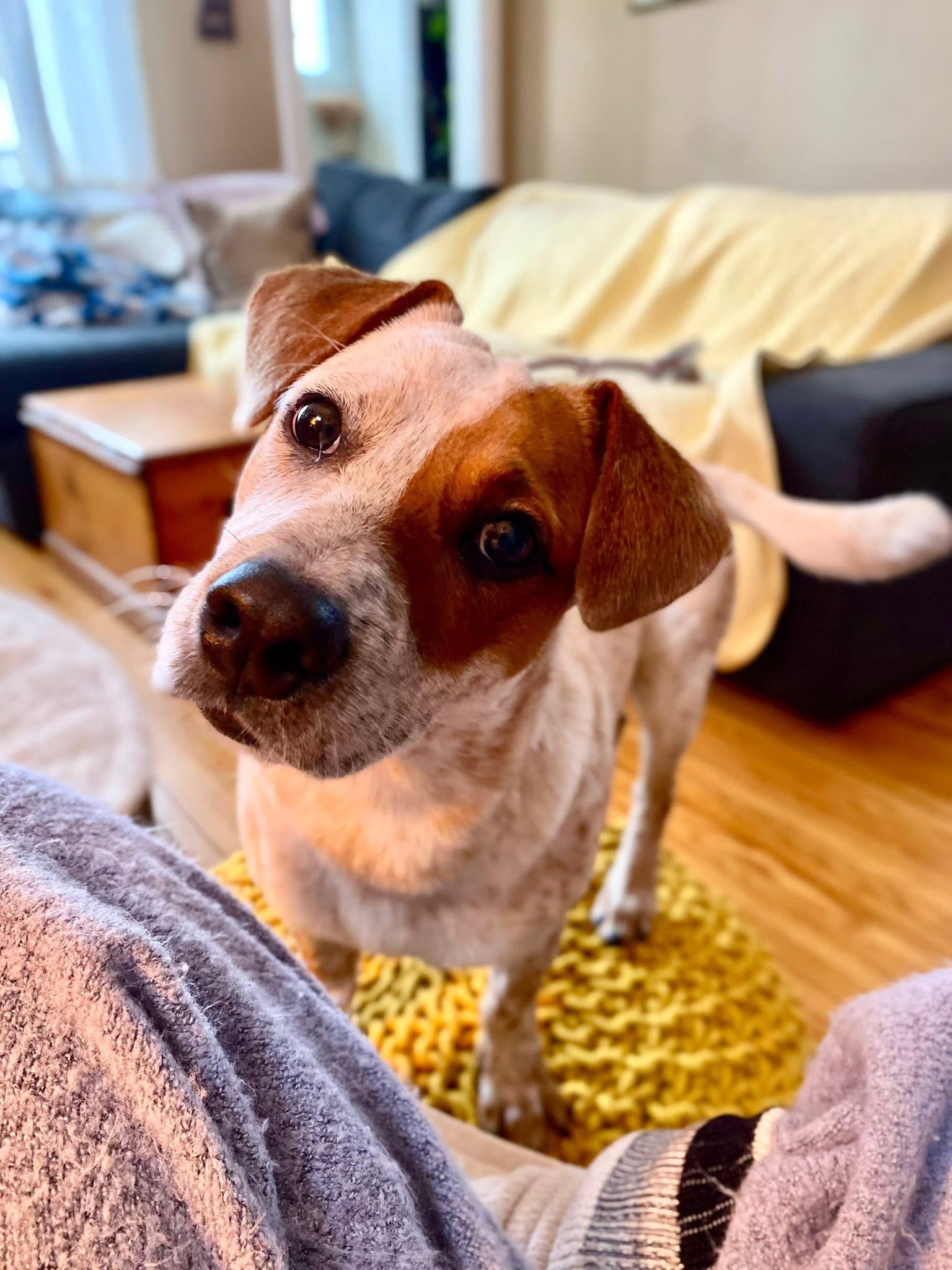 Enlarge Tex, an adopted mixed breed in Dunnville, ON image 1/3