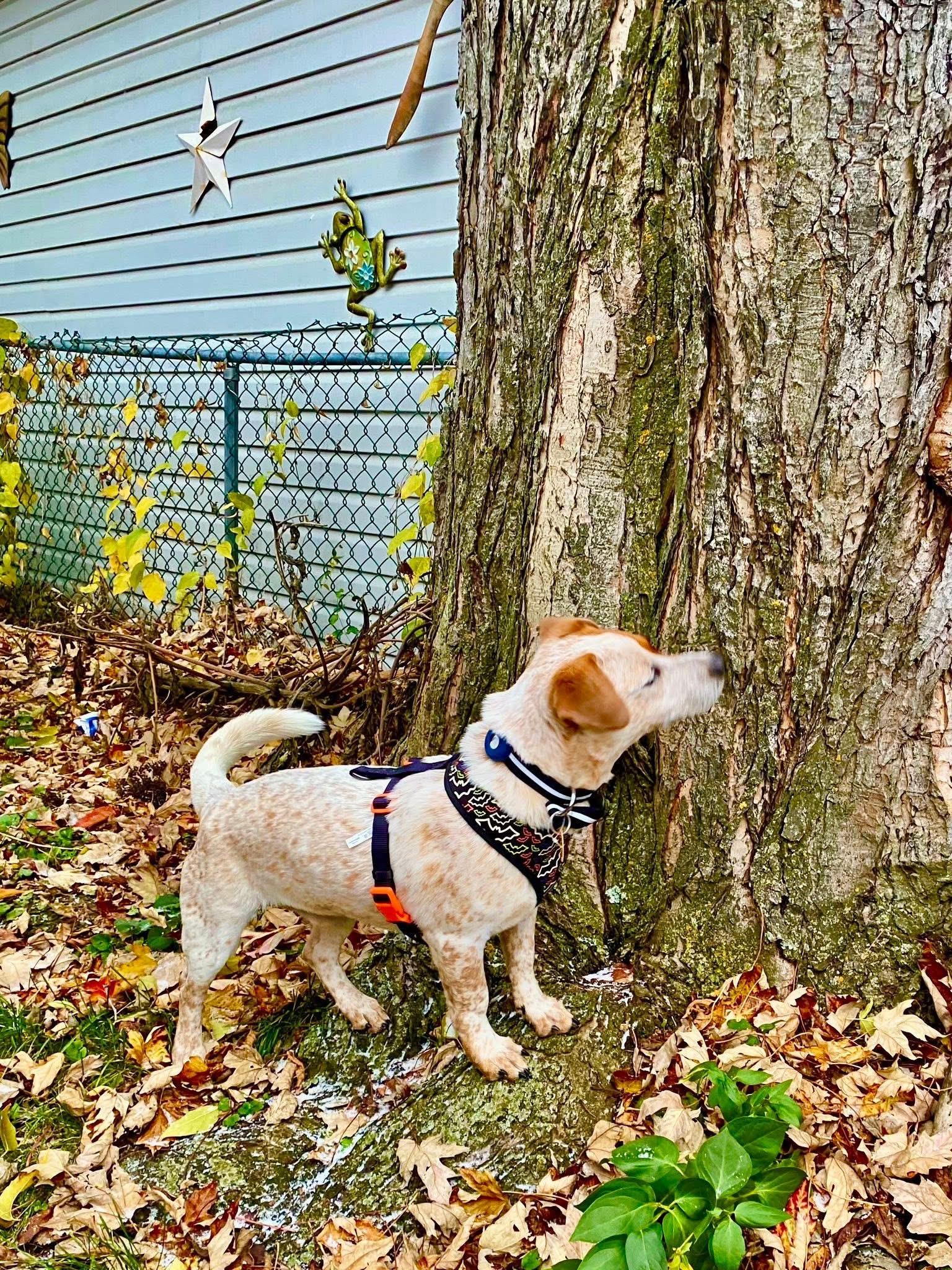Enlarge Tex, an adopted mixed breed in Dunnville, ON image 2/3