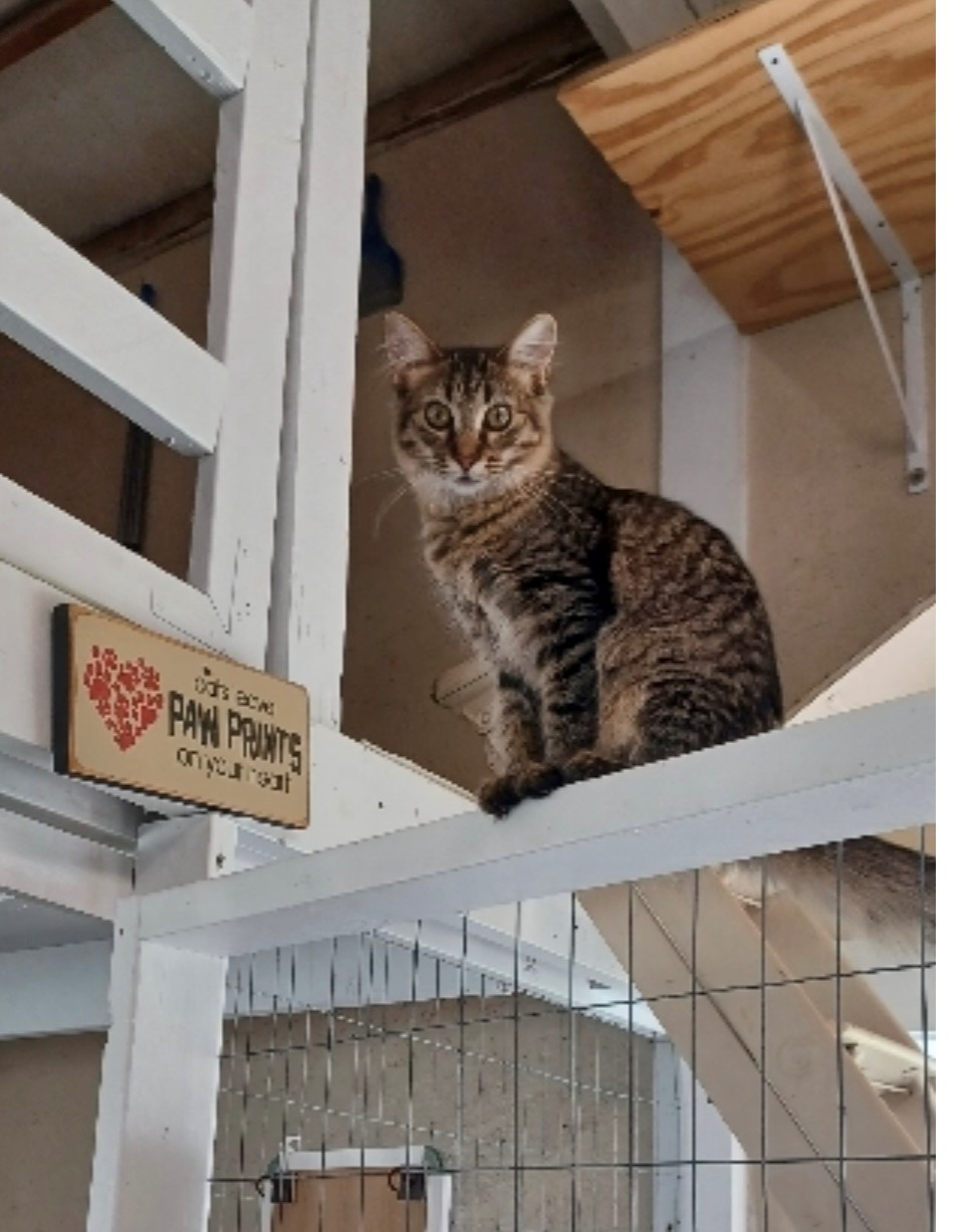 Sweetness, a Adoptable Domestic Medium Hair in Walworth, WI image 1/3