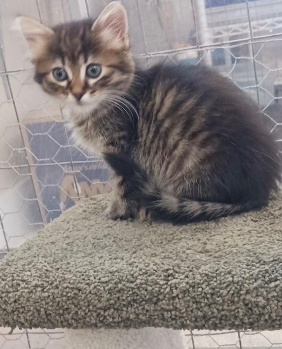 Sweetness, a Adoptable Domestic Medium Hair in Walworth, WI image 2/3