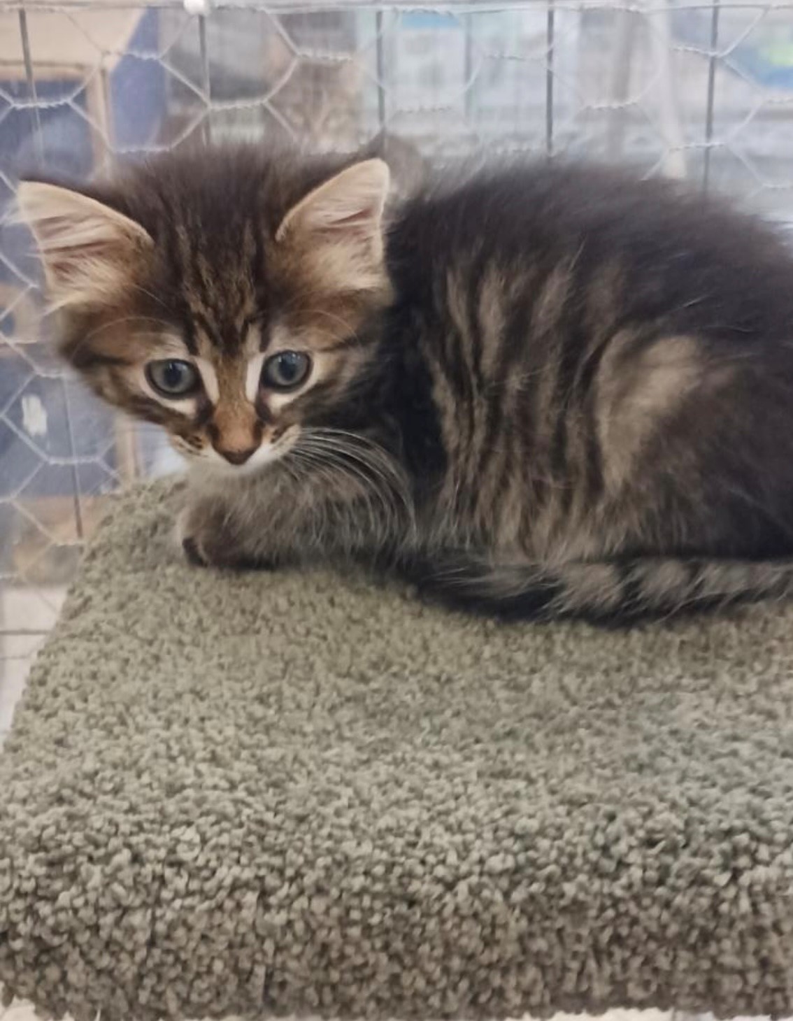 Sweetness, a Adoptable Domestic Medium Hair in Walworth, WI image 3/3