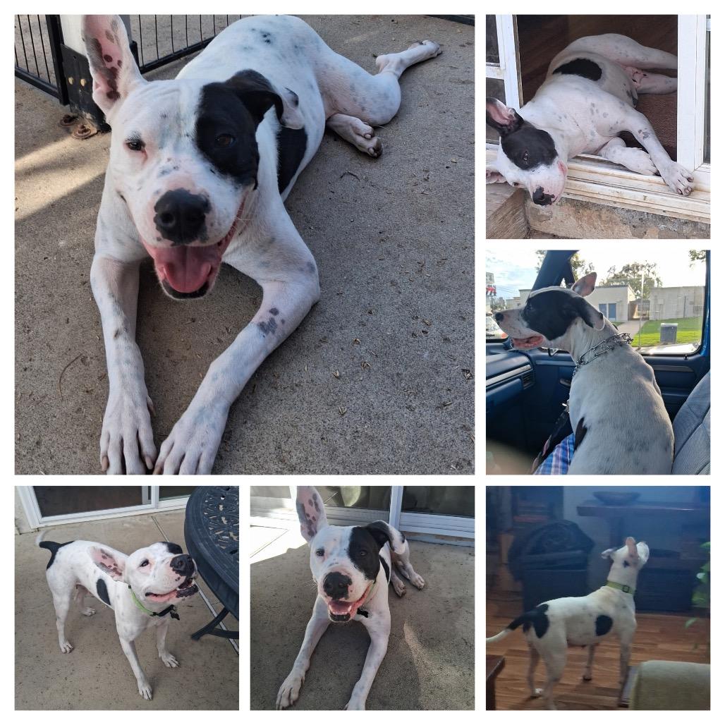 Jada, Adoptable, Adult Female American Staffordshire Terrier.