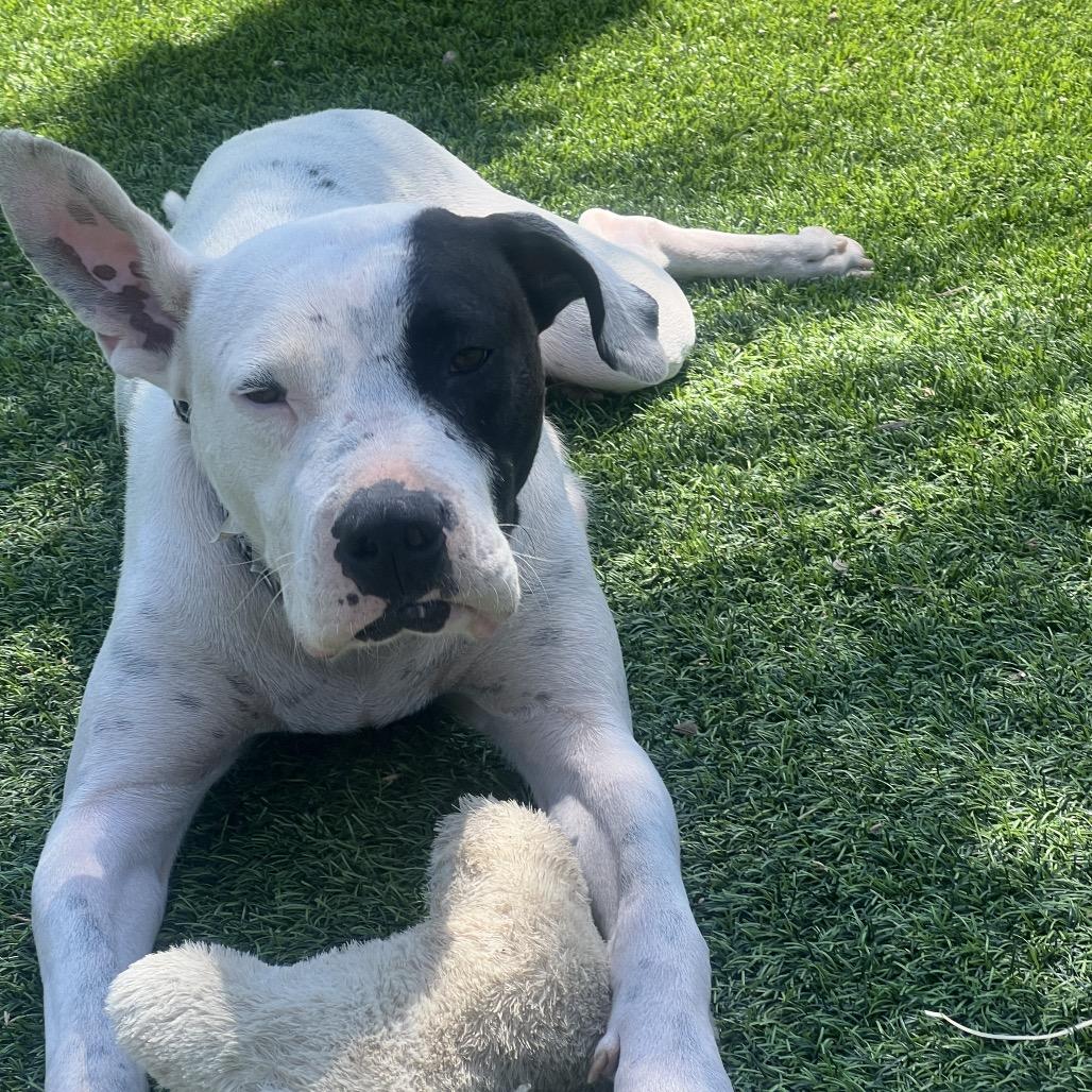 Enlarge Jada, a Adoptable American Staffordshire Terrier in Escondido, CA image 2/6