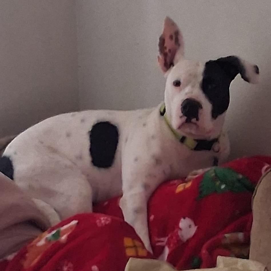 Enlarge Jada, a Adoptable American Staffordshire Terrier in Escondido, CA image 3/6