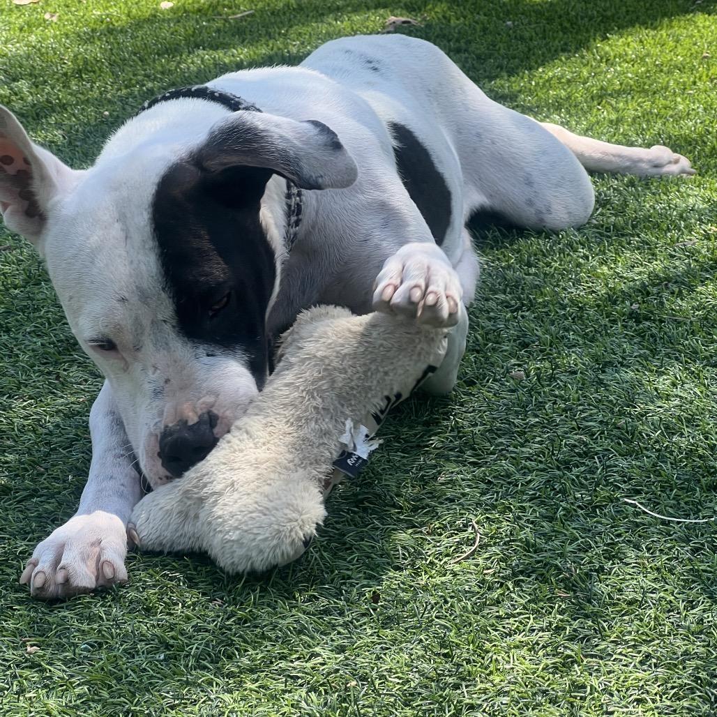 Enlarge Jada, a Adoptable American Staffordshire Terrier in Escondido, CA image 4/6