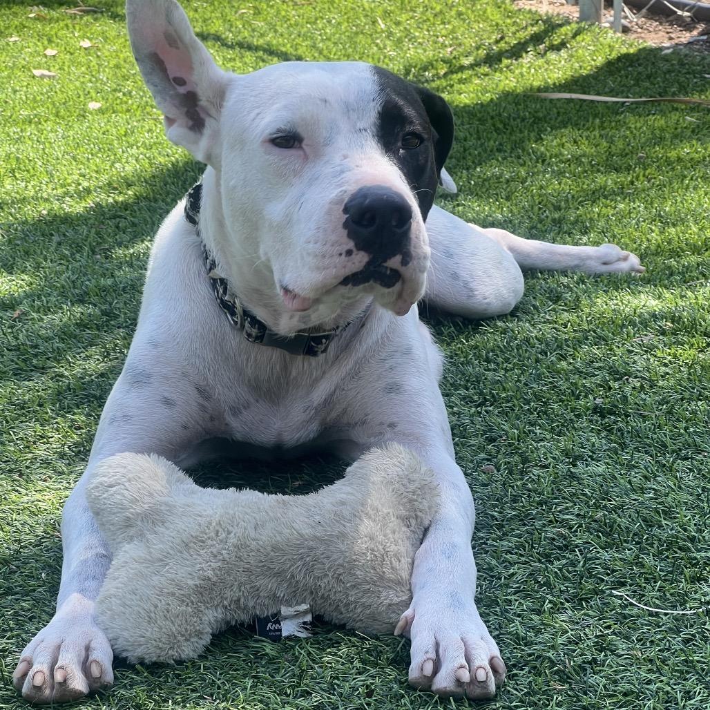 Enlarge Jada, a Adoptable American Staffordshire Terrier in Escondido, CA image 5/6