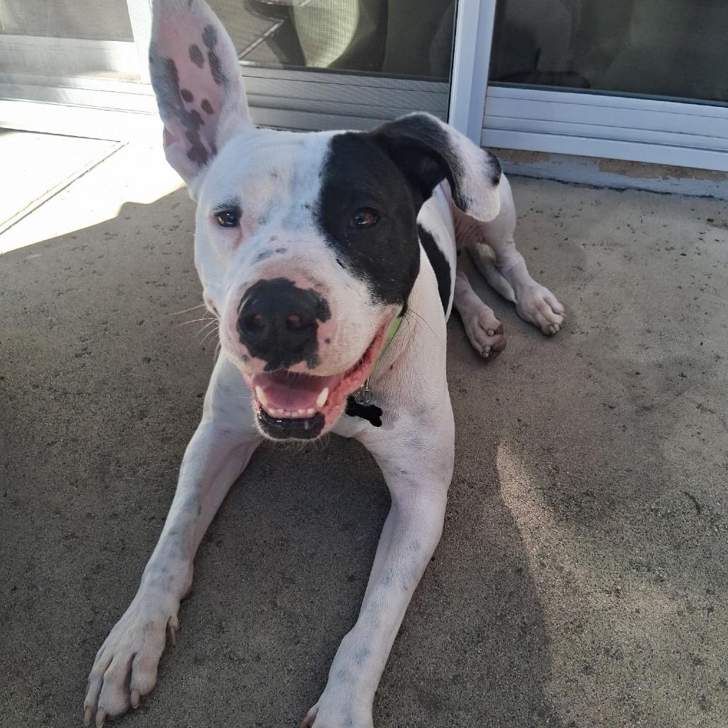 Enlarge Jada, a Adoptable American Staffordshire Terrier in Escondido, CA image 6/6