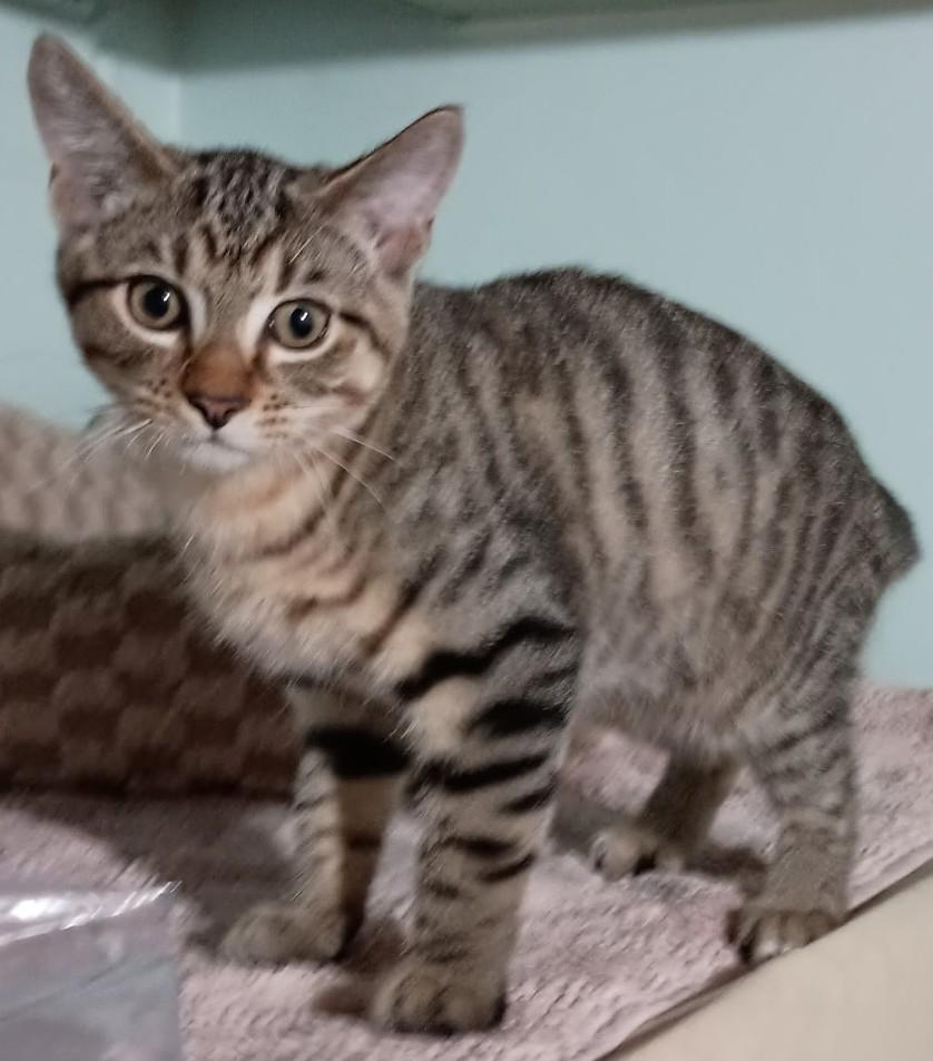 Soloman26, Adoptable, Kitten Male Domestic Short Hair.