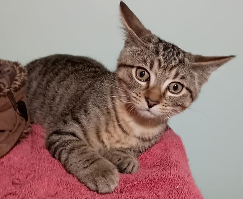 Enlarge Soloman26, a Adoptable Domestic Short Hair in Milwaukee, WI image 2/2