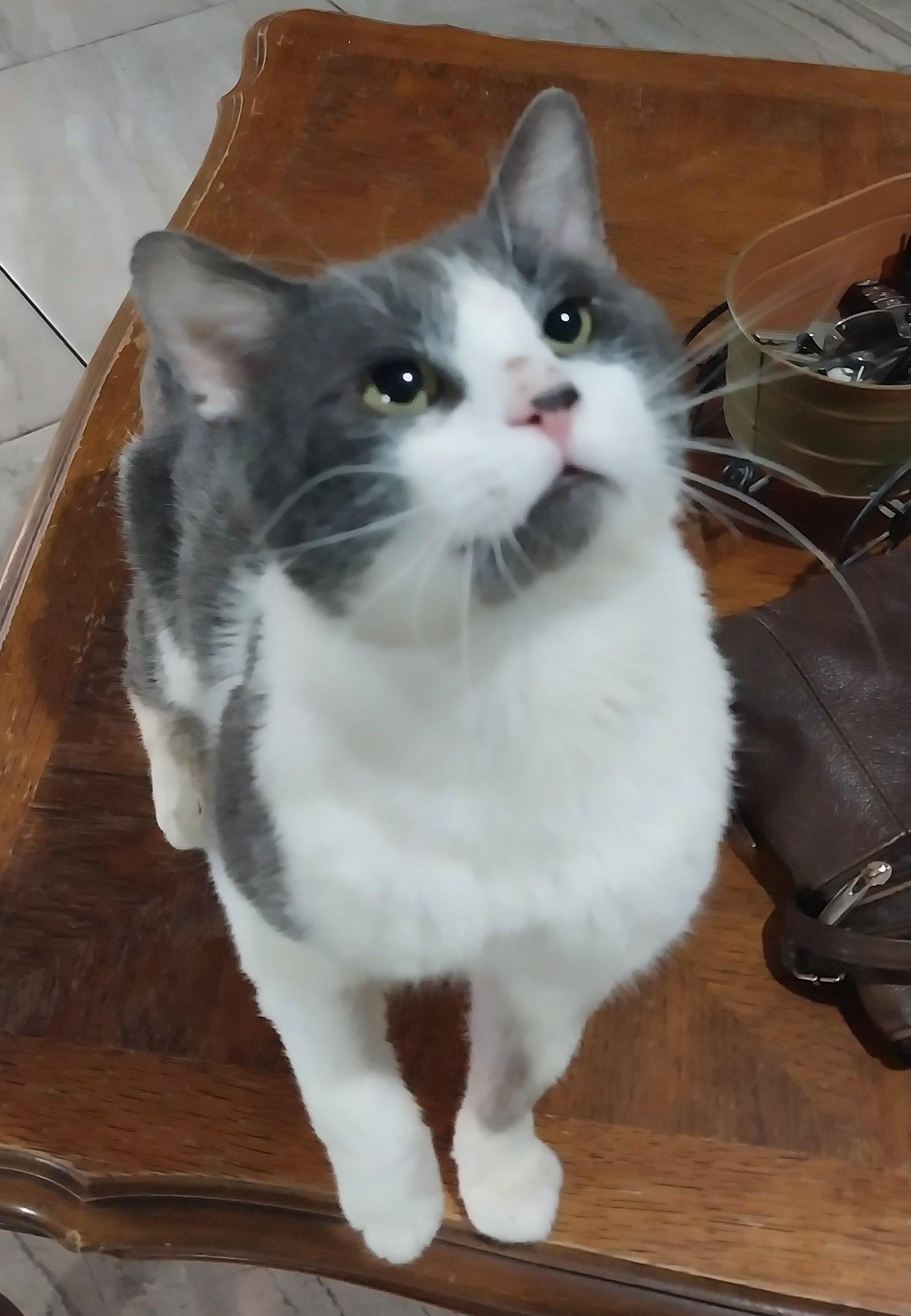 Max (26) photo 2