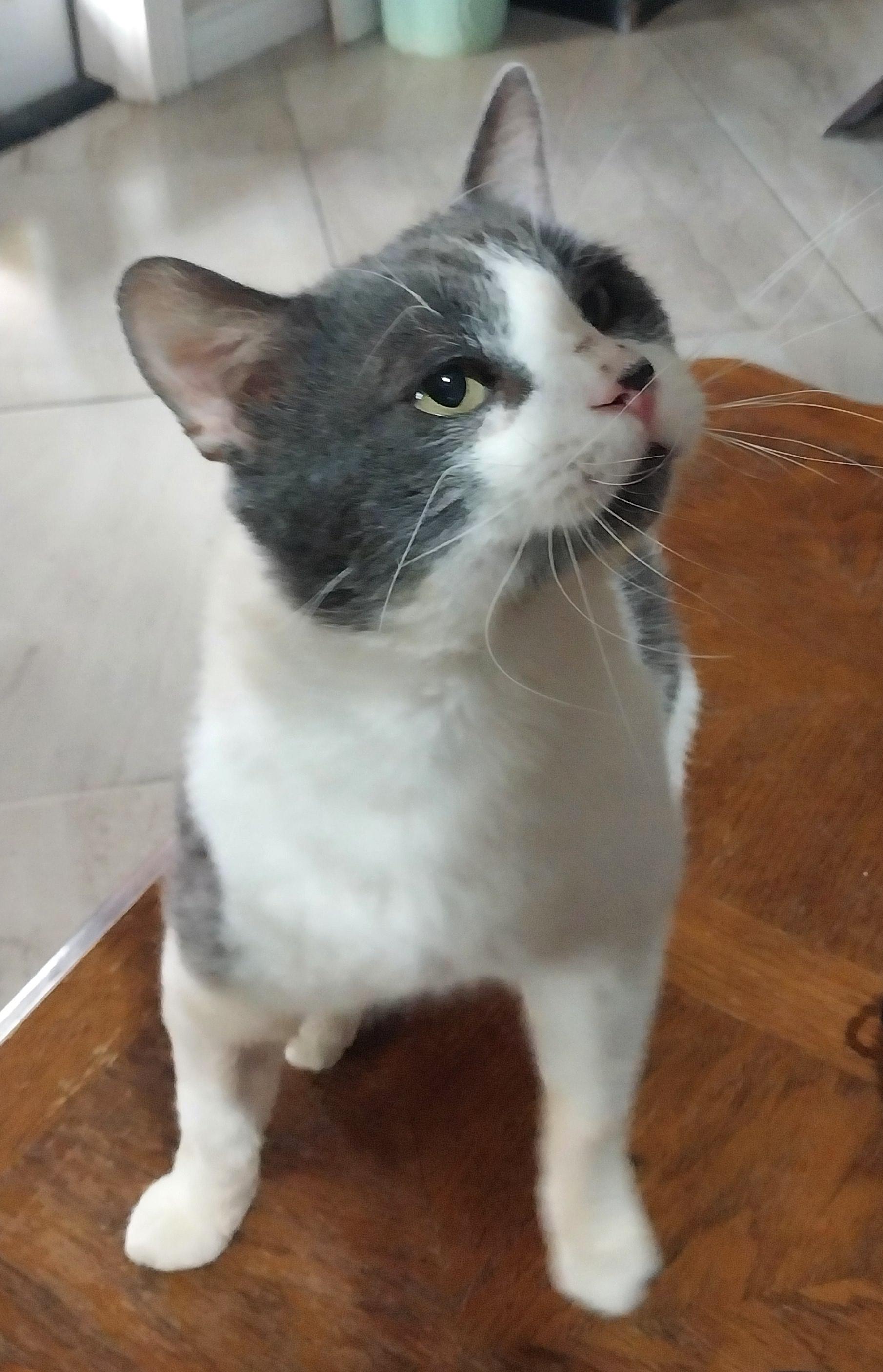 Max (26), Young Male Domestic Short Hair