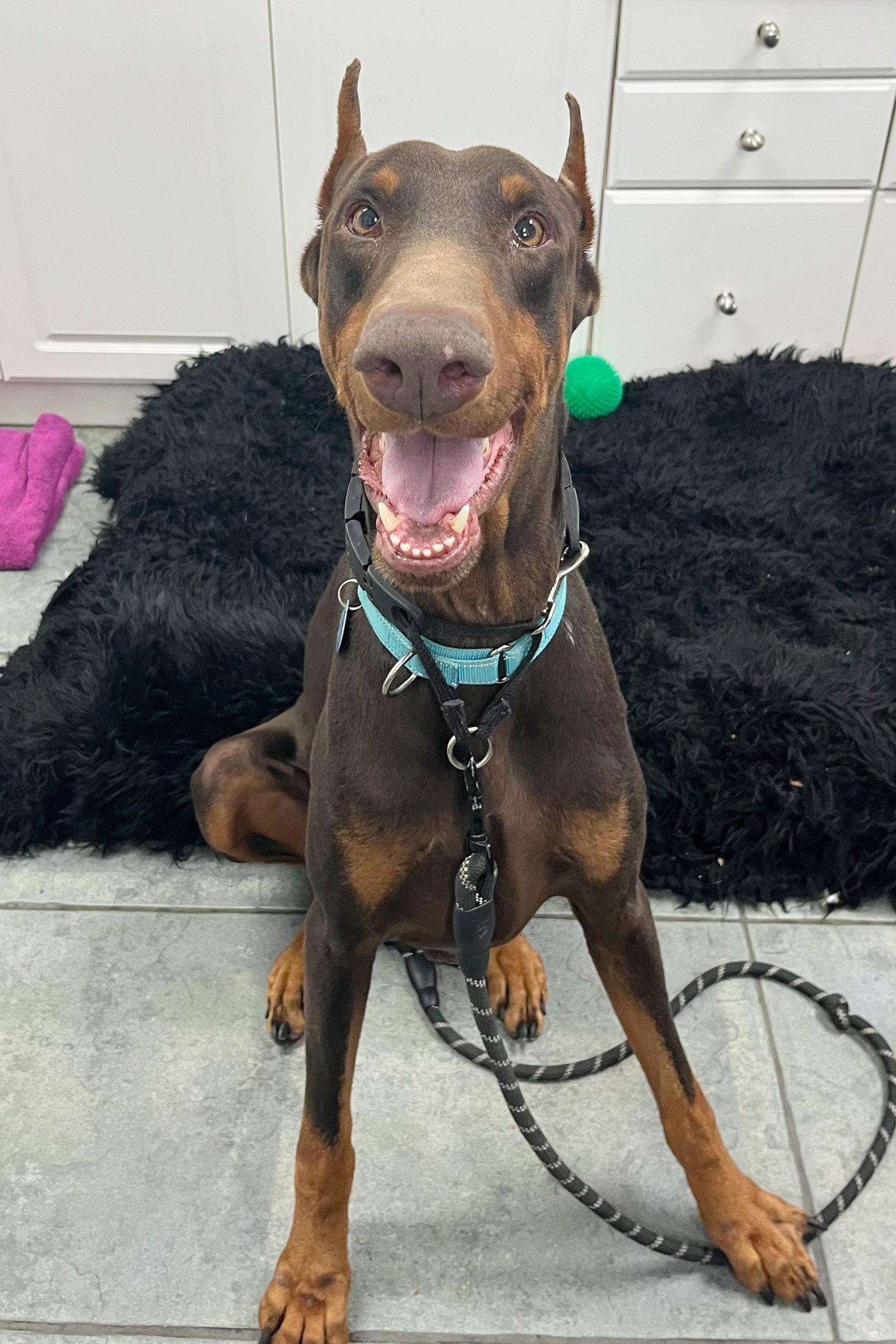 Tonka 3537, Adopted, Adult Male Doberman Pinscher.