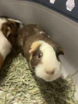 Rain, Adoptable, Adult Female Guinea Pig & Guinea Pig.