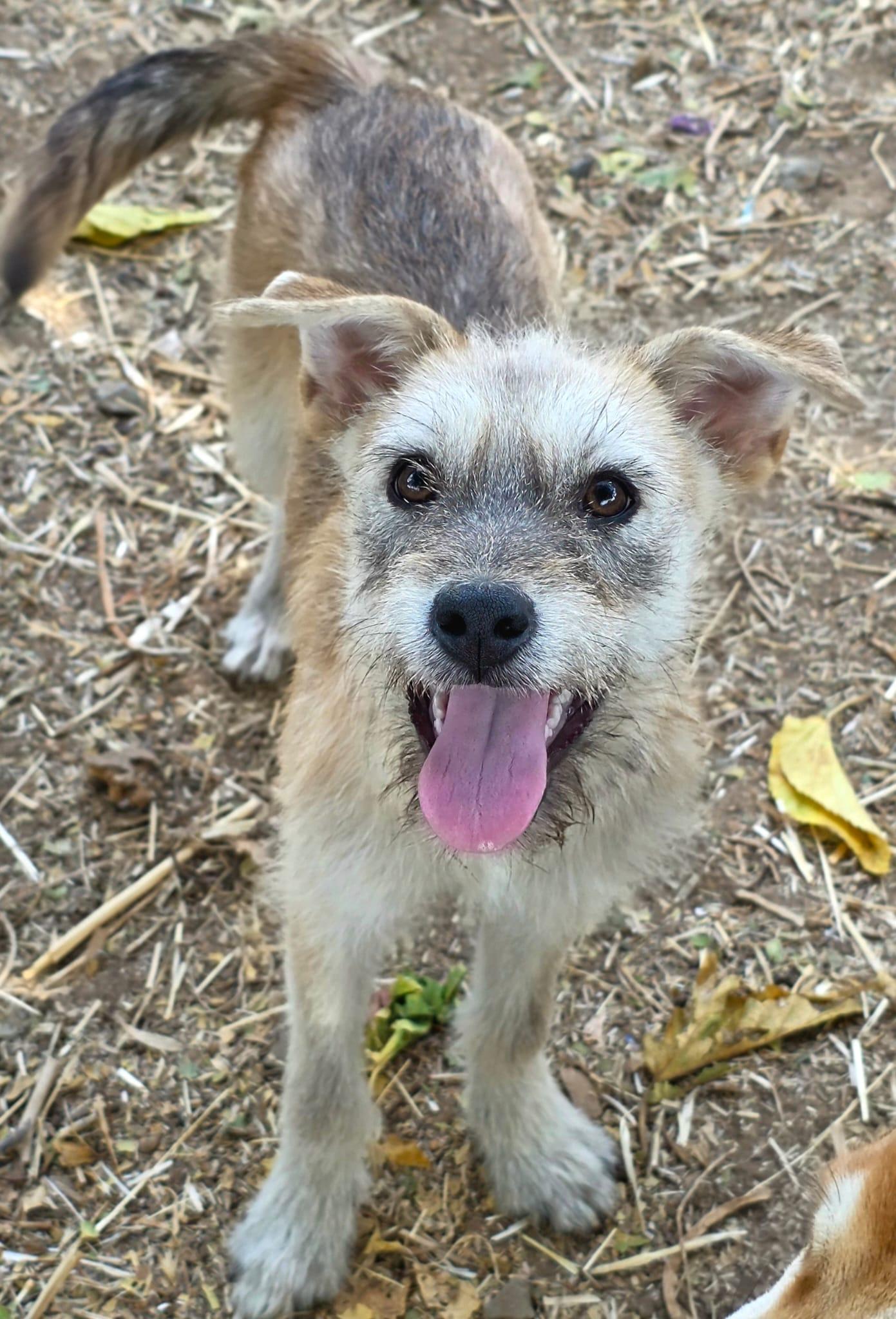 Enlarge Kimi, a Adoptable mixed breed in Penryn, CA image 2/3