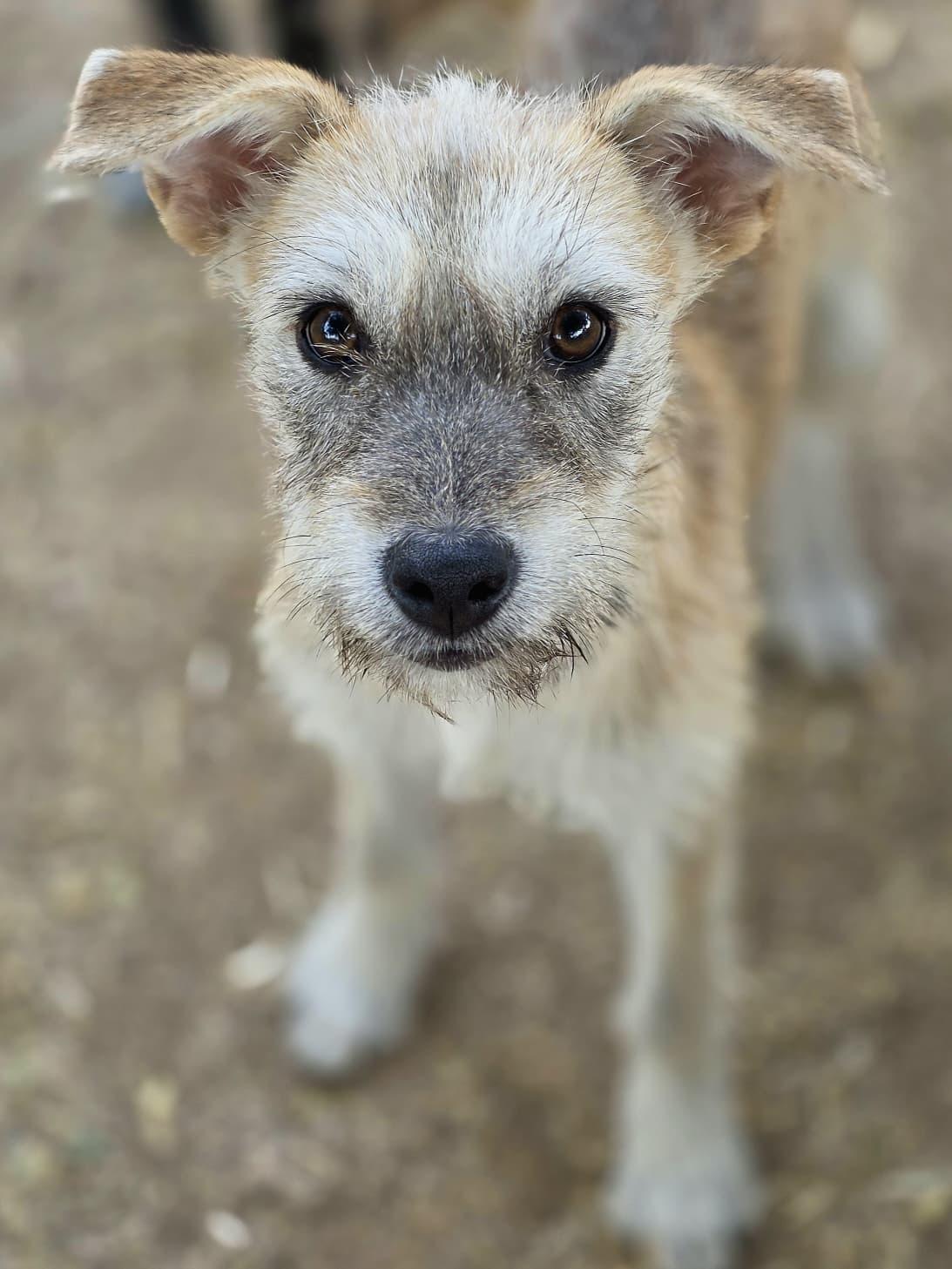 Kimi, Adoptable, Puppy Female Terrier.
