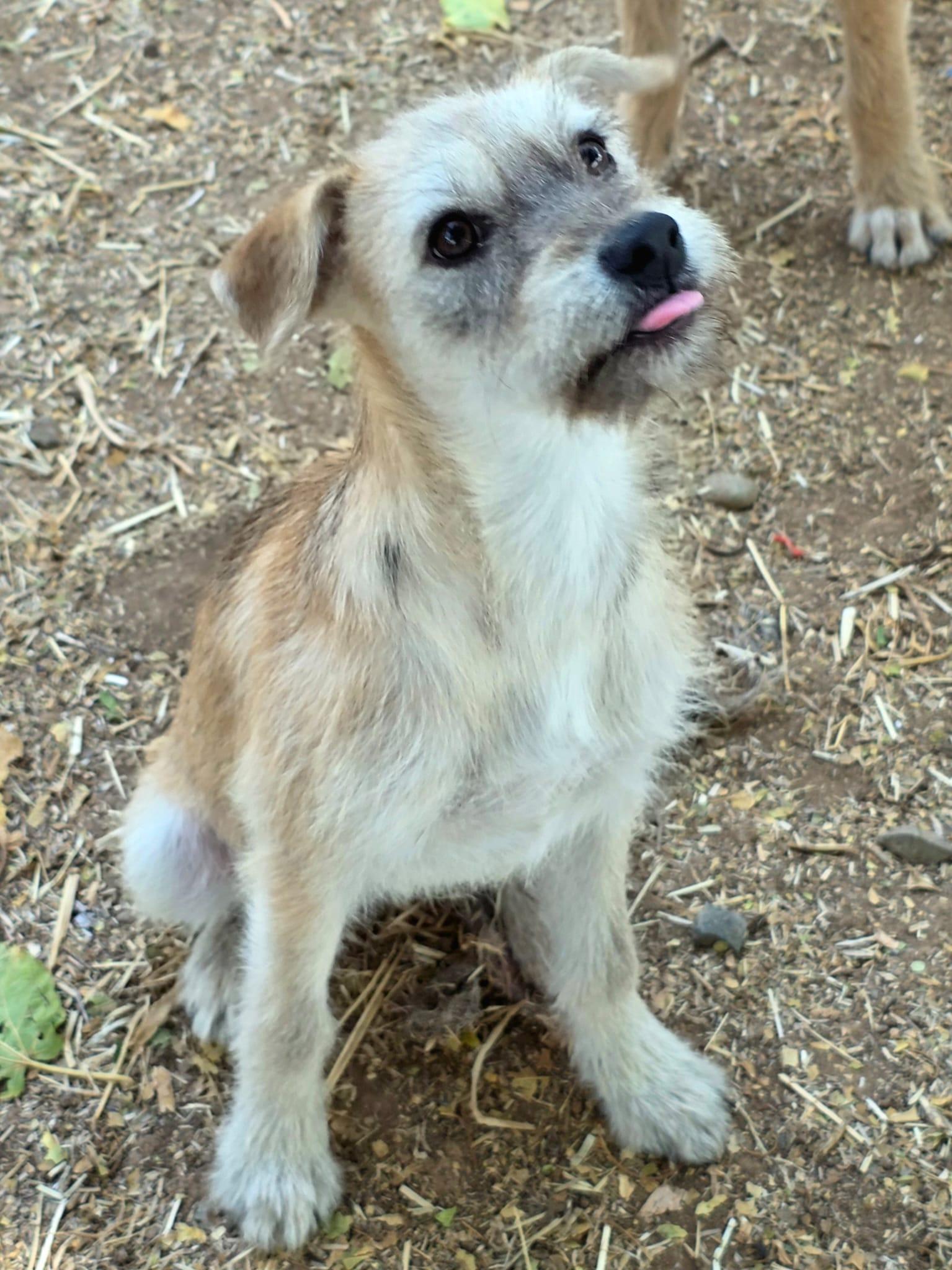 Enlarge Kimi, a Adoptable mixed breed in Penryn, CA image 3/3