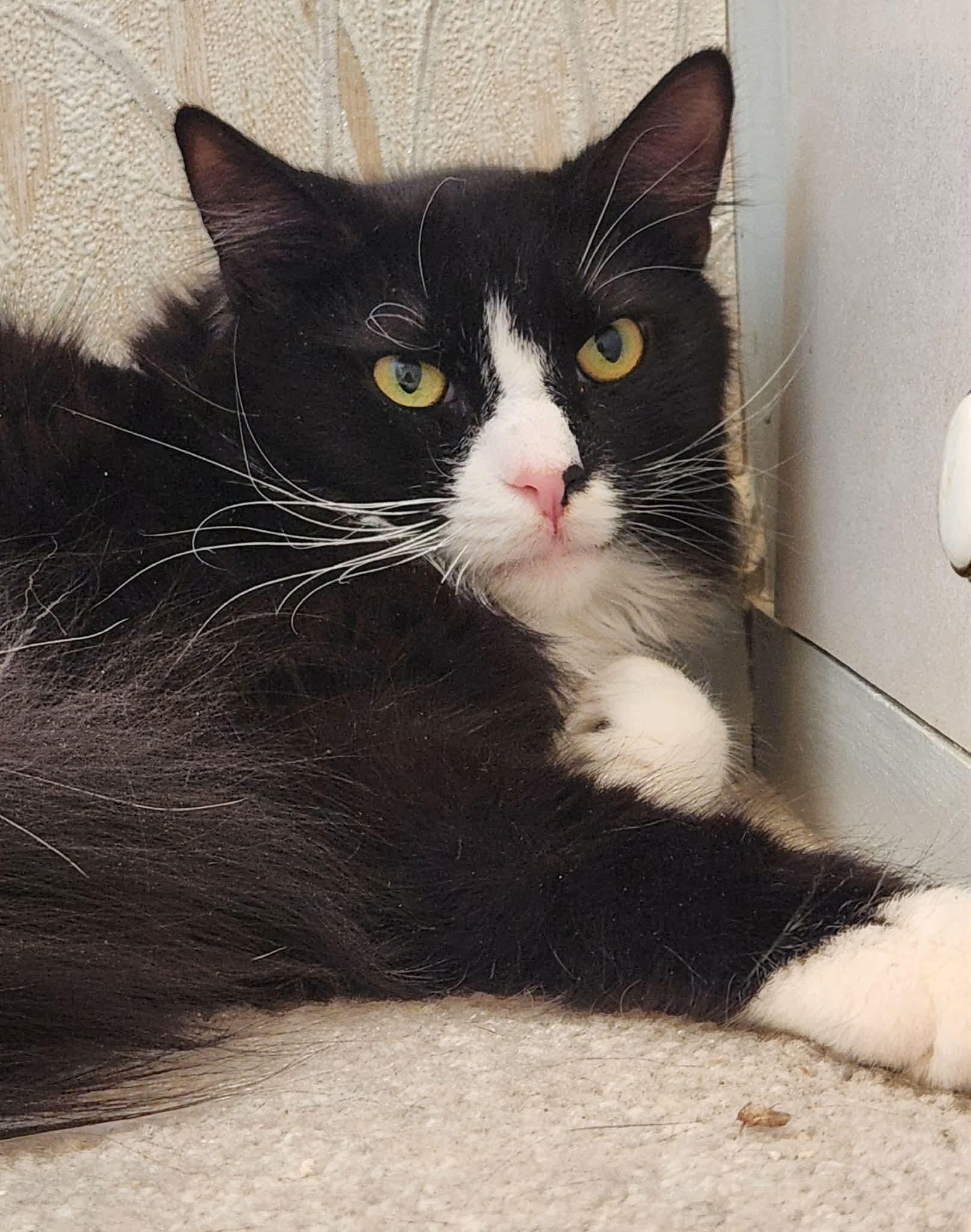 Enlarge Oreo, a ADOPTABLE Tuxedo in Inez, KY image 4/4