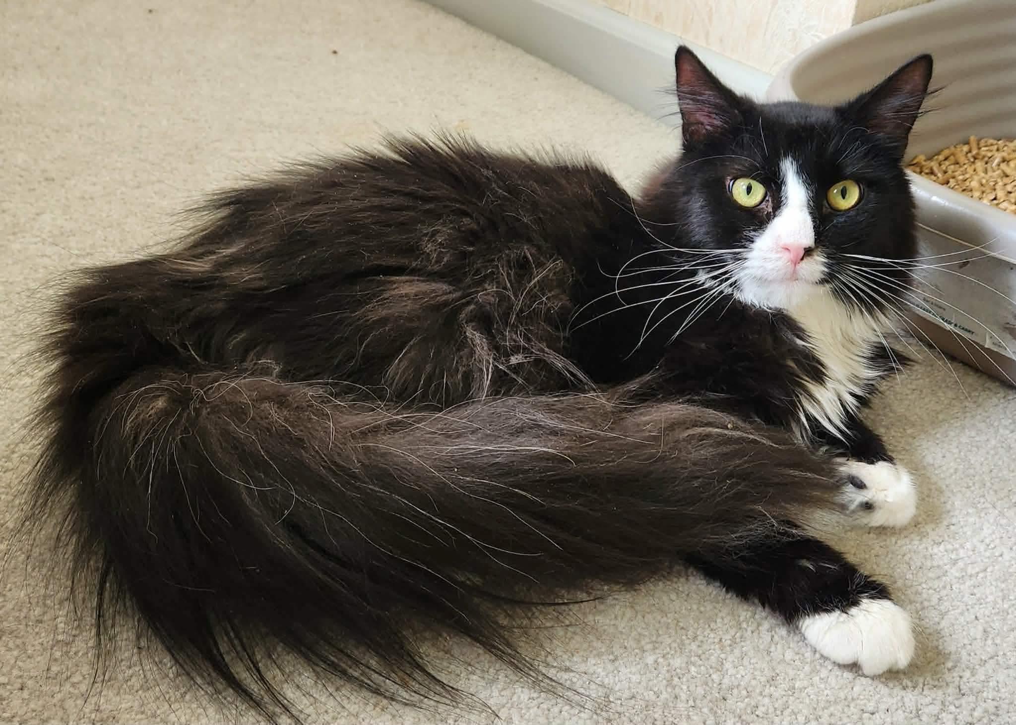 Oreo, ADOPTABLE, Adult Male Tuxedo.
