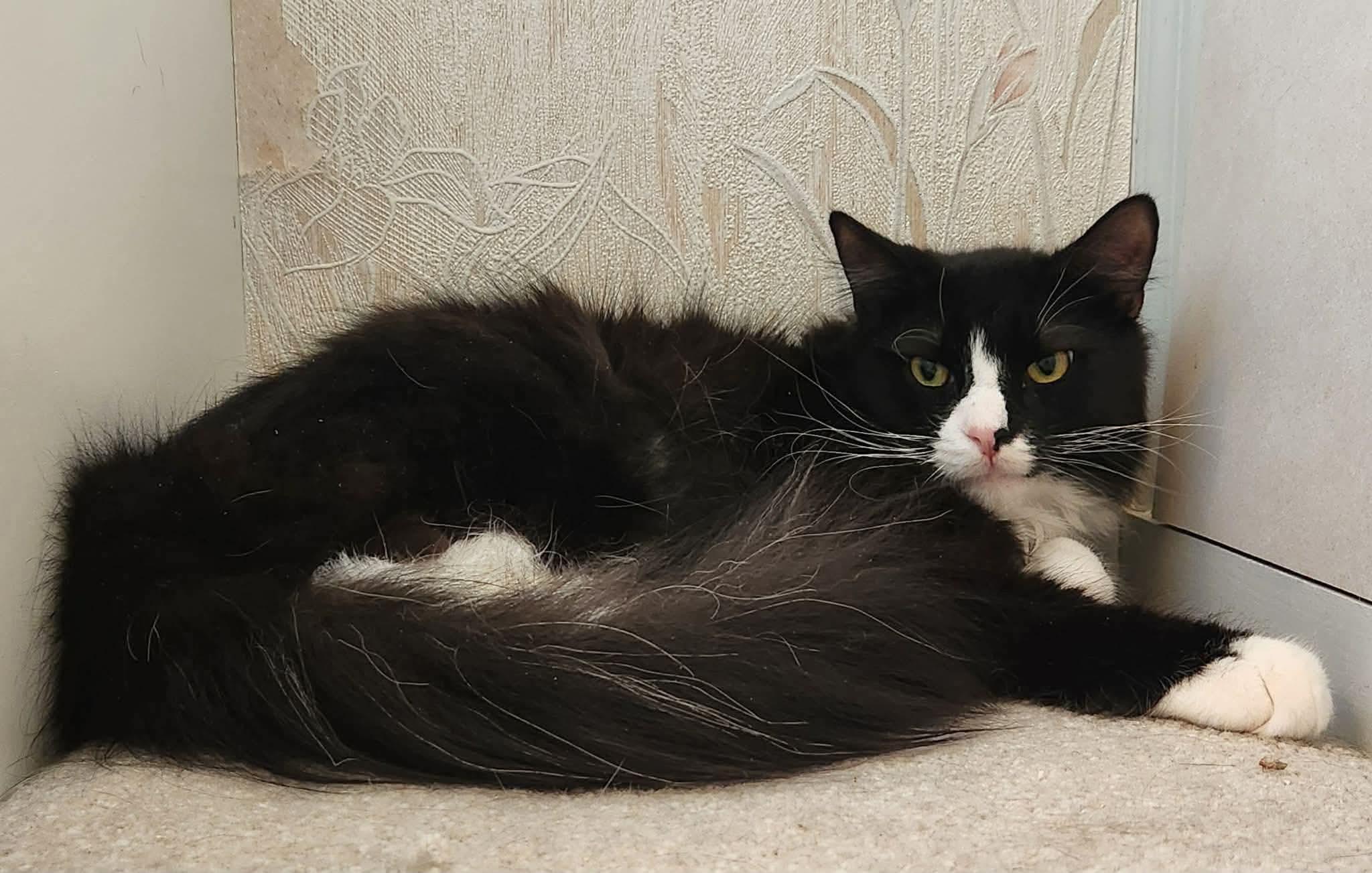 Enlarge Oreo, a ADOPTABLE Tuxedo in Inez, KY image 3/4
