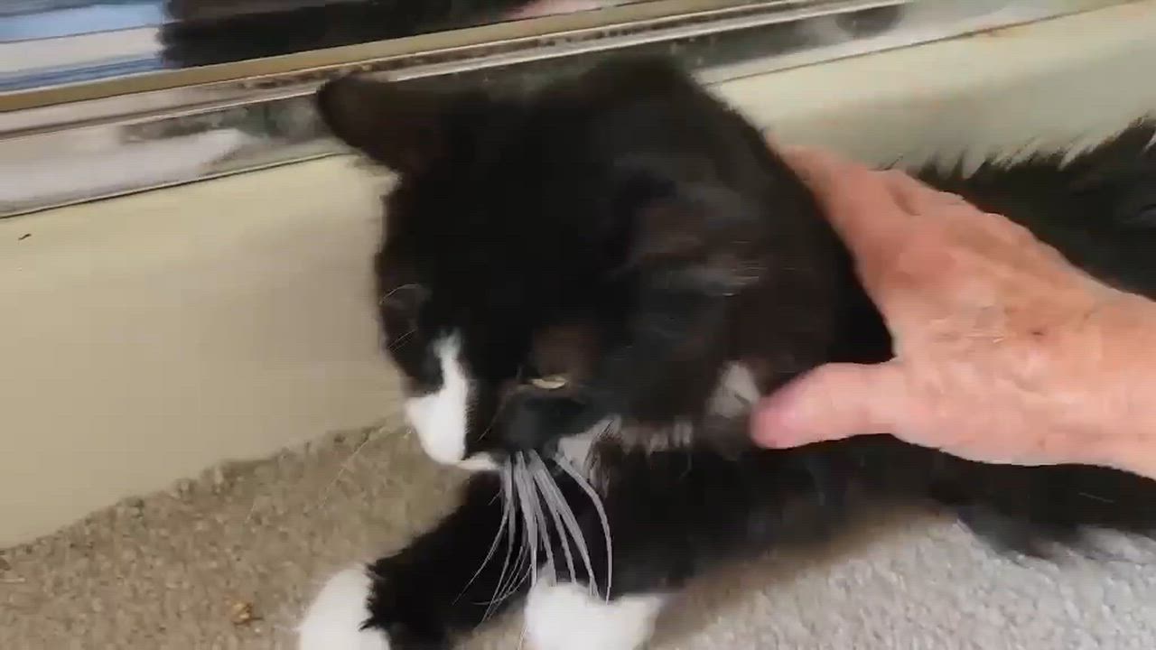 Enlarge Oreo, a ADOPTABLE Tuxedo in Inez, KY video 2/4