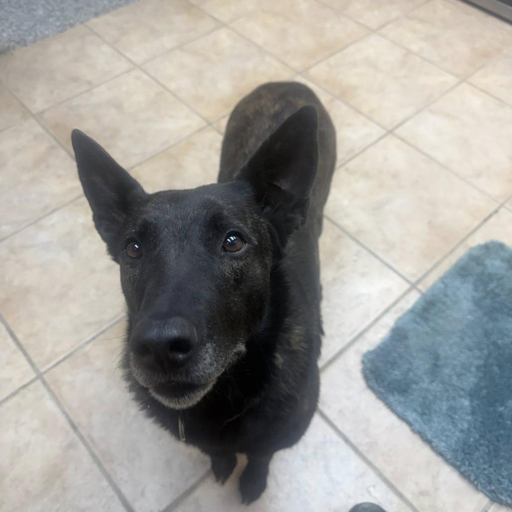 Willow, Adoptable, Adult Female Dutch Shepherd & German Shepherd Dog.