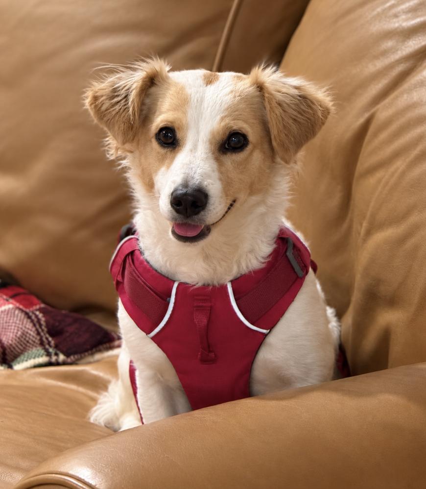 Enlarge Whitney, a Adoptable mixed breed in Puyallup, WA image 1/2