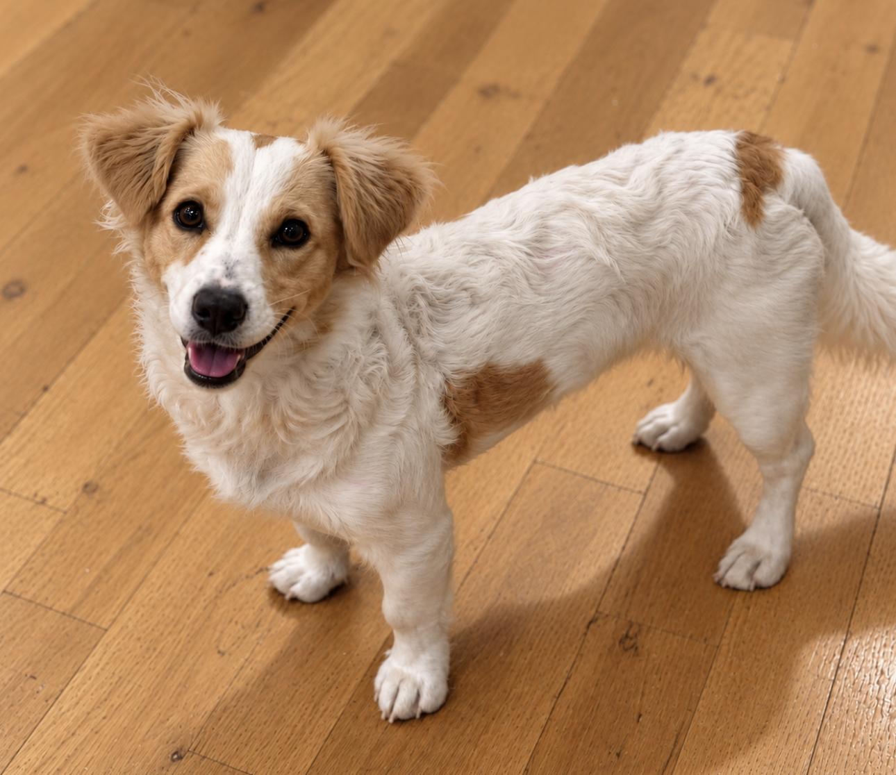 Enlarge Whitney, a Adoptable mixed breed in Puyallup, WA image 2/2