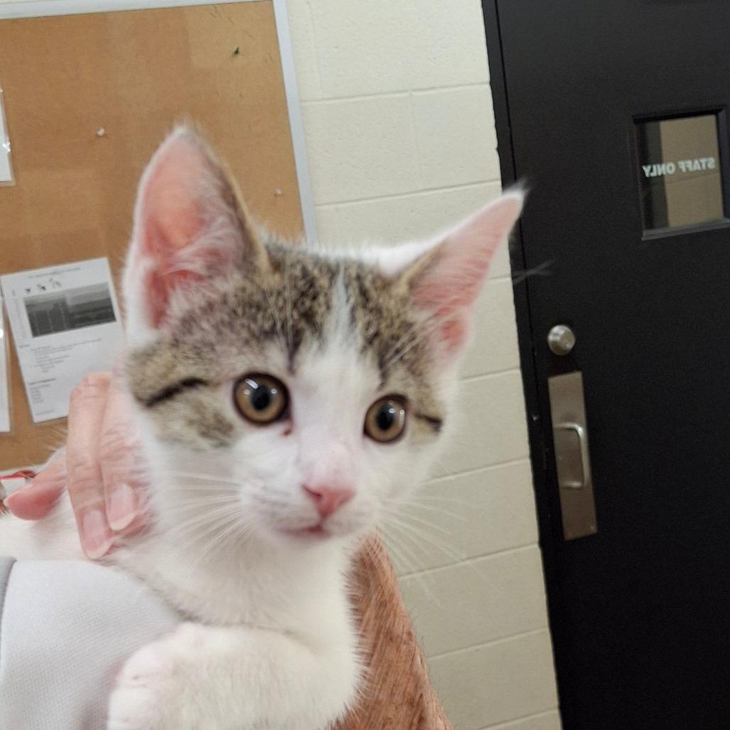 Alice, a Adoptable Domestic Short Hair in Zanesville, OH image 1/2