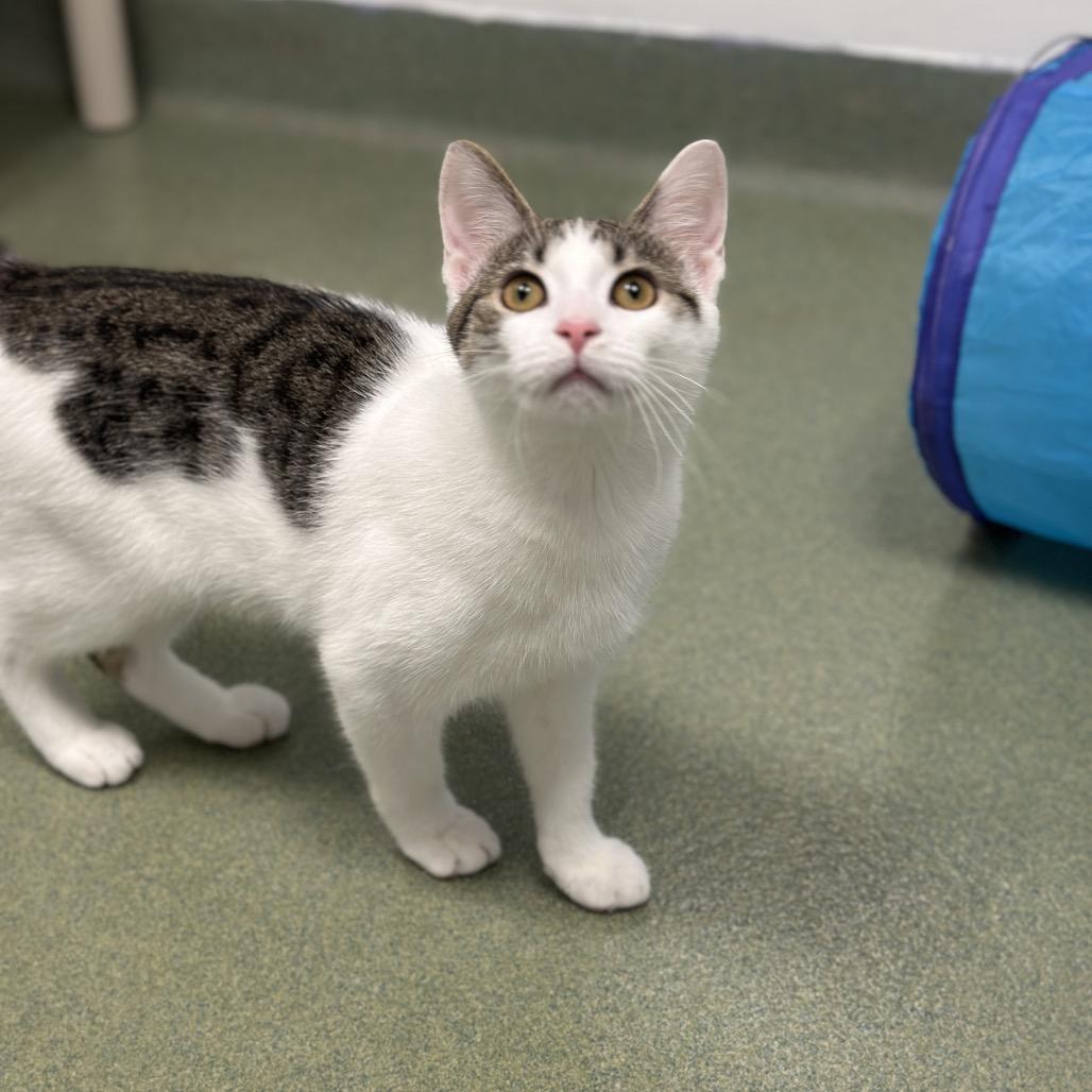 Alice, a Adoptable Domestic Short Hair in Zanesville, OH image 2/2