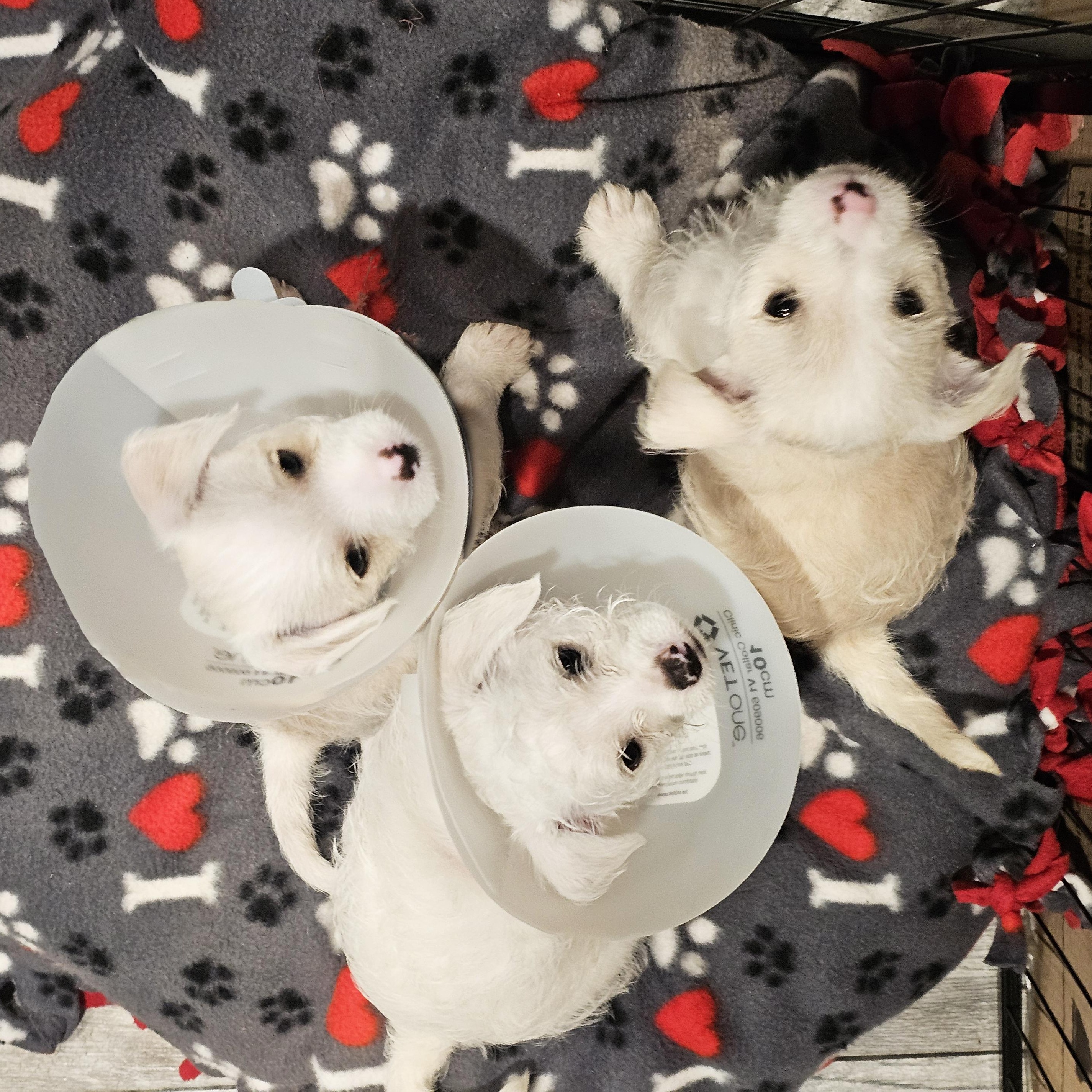 Enlarge Colt, an adopted mixed breed in San Jose, CA image 3/4