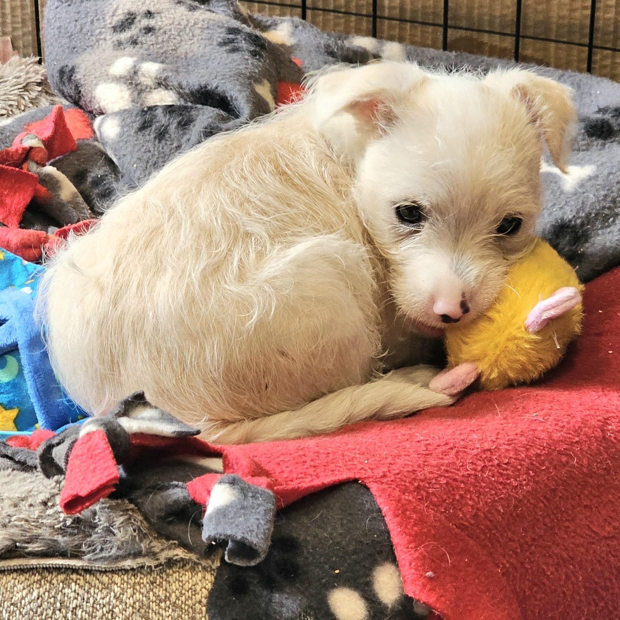 Colt, Adoptable, Puppy Male Terrier.