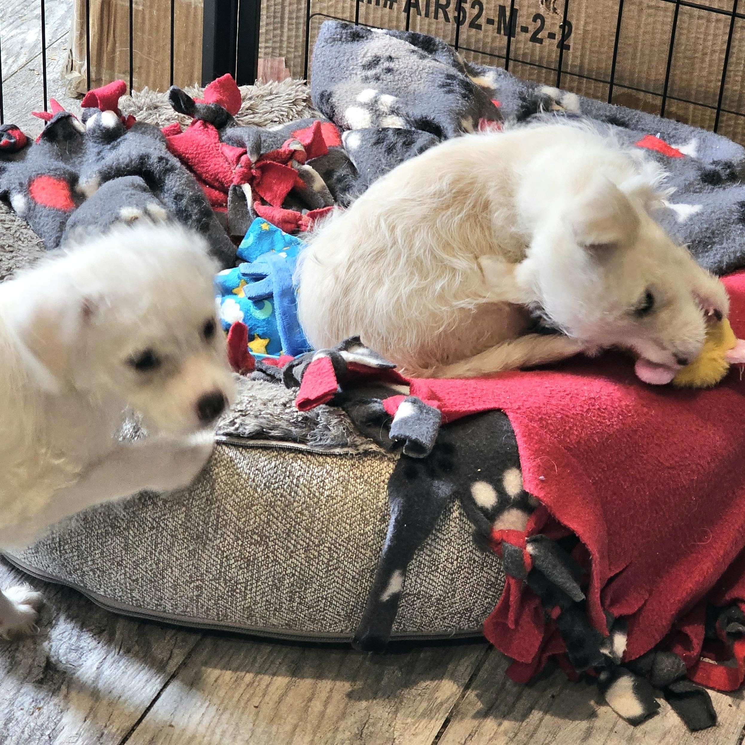 Enlarge Colt, an adopted mixed breed in San Jose, CA image 2/4