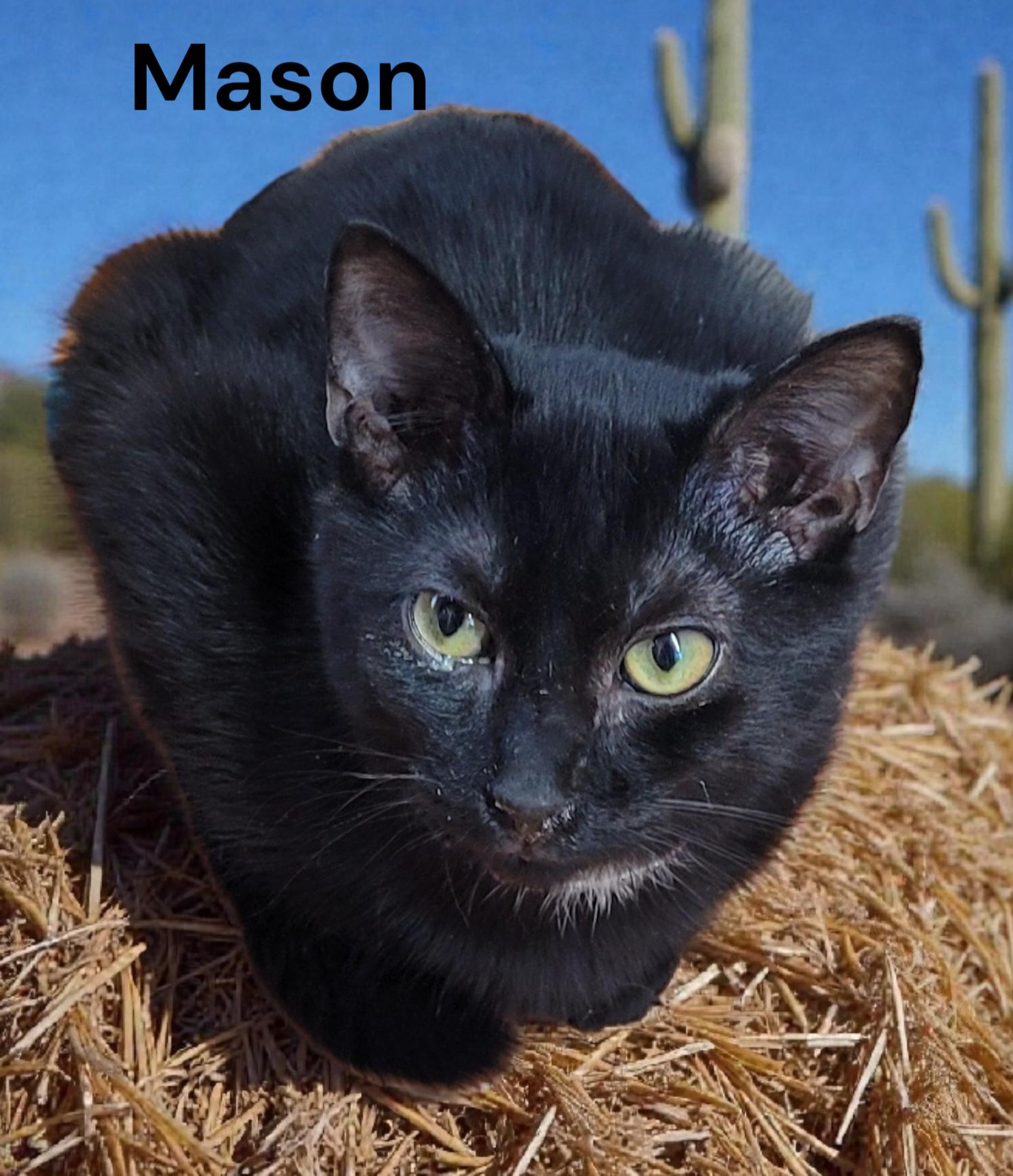 Mason, Adoptable, Young Male Domestic Short Hair.