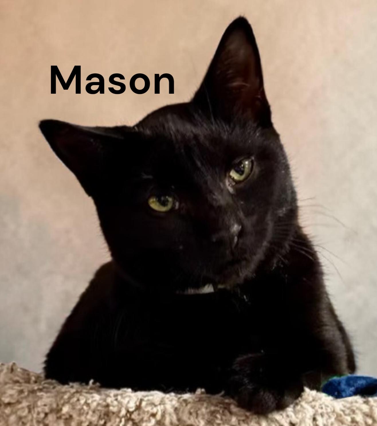 Enlarge Mason, a Adoptable Domestic Short Hair in Newport News, VA image 2/3