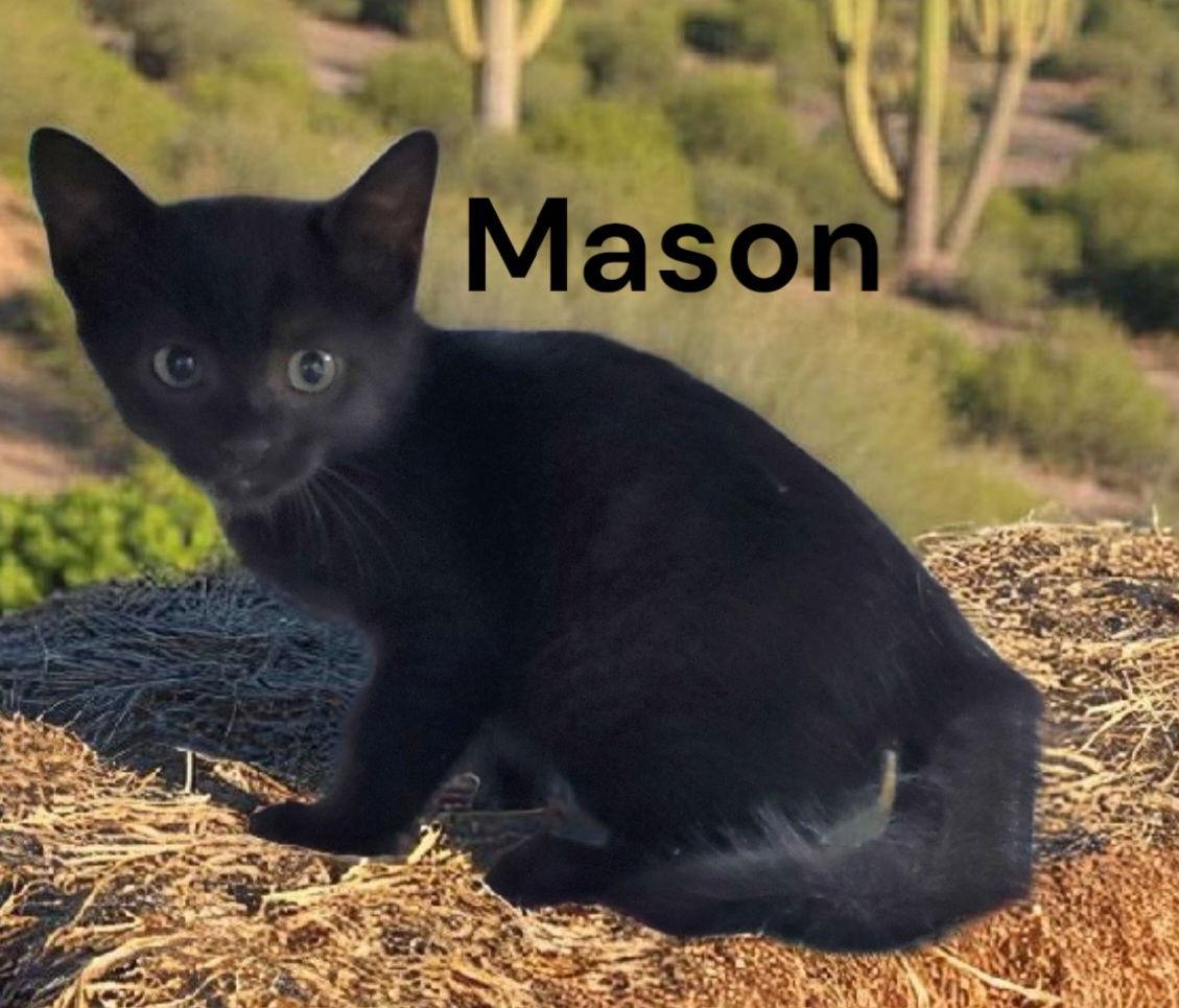 Enlarge Mason, a Adoptable Domestic Short Hair in Newport News, VA image 2/2