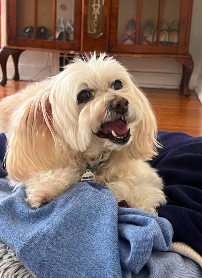 Enlarge Chanel, a ADOPTABLE Miniature Poodle in Los Angeles, CA image 3/4