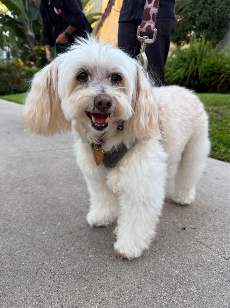 Enlarge Chanel, a ADOPTABLE Miniature Poodle in Los Angeles, CA image 2/4