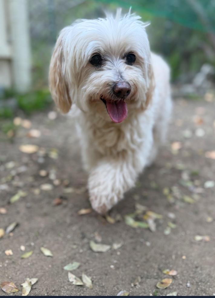 Enlarge Chanel, a ADOPTABLE Miniature Poodle in Los Angeles, CA image 4/4