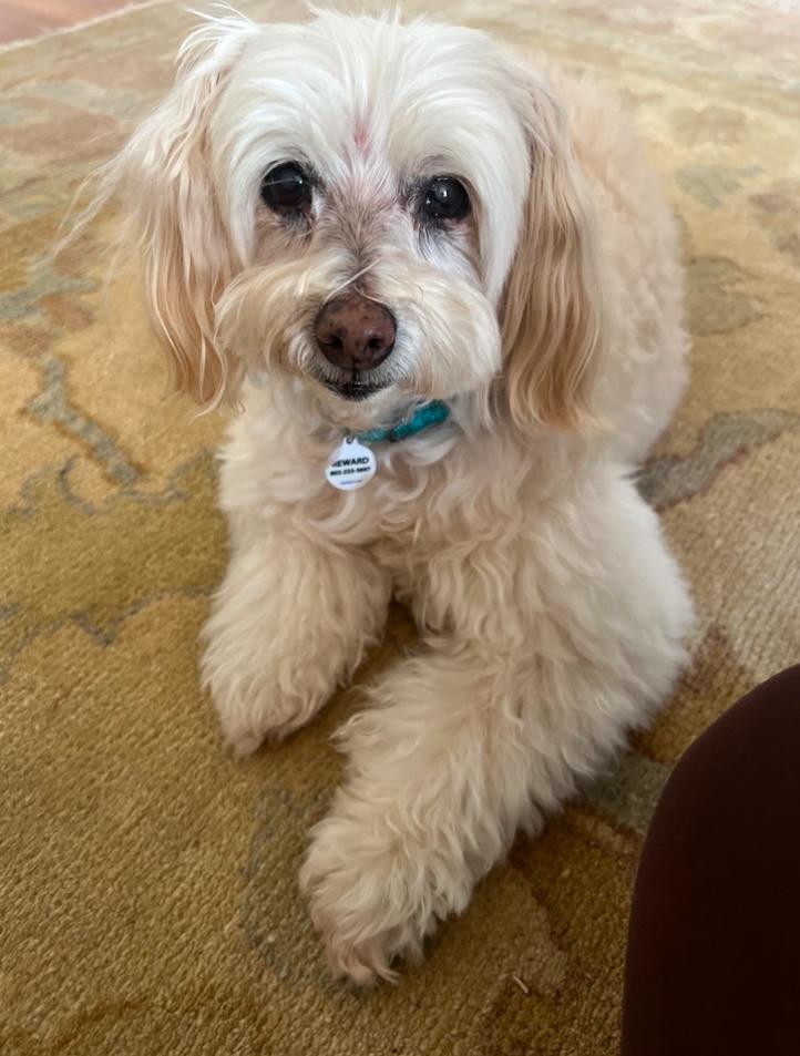 Chanel, ADOPTABLE, Senior Female Miniature Poodle.