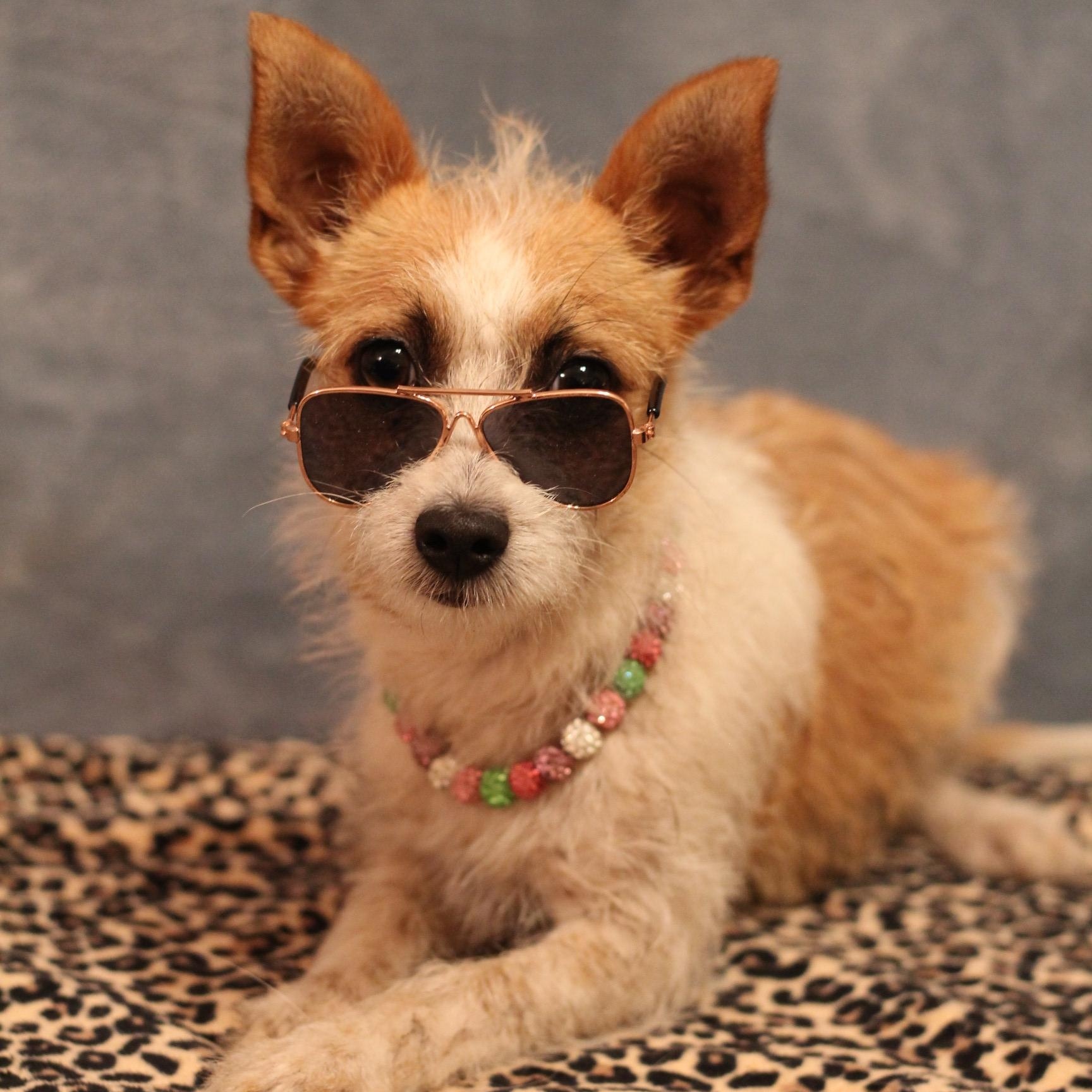 Strudel, adopted, Young Female Chihuahua & Terrier.
