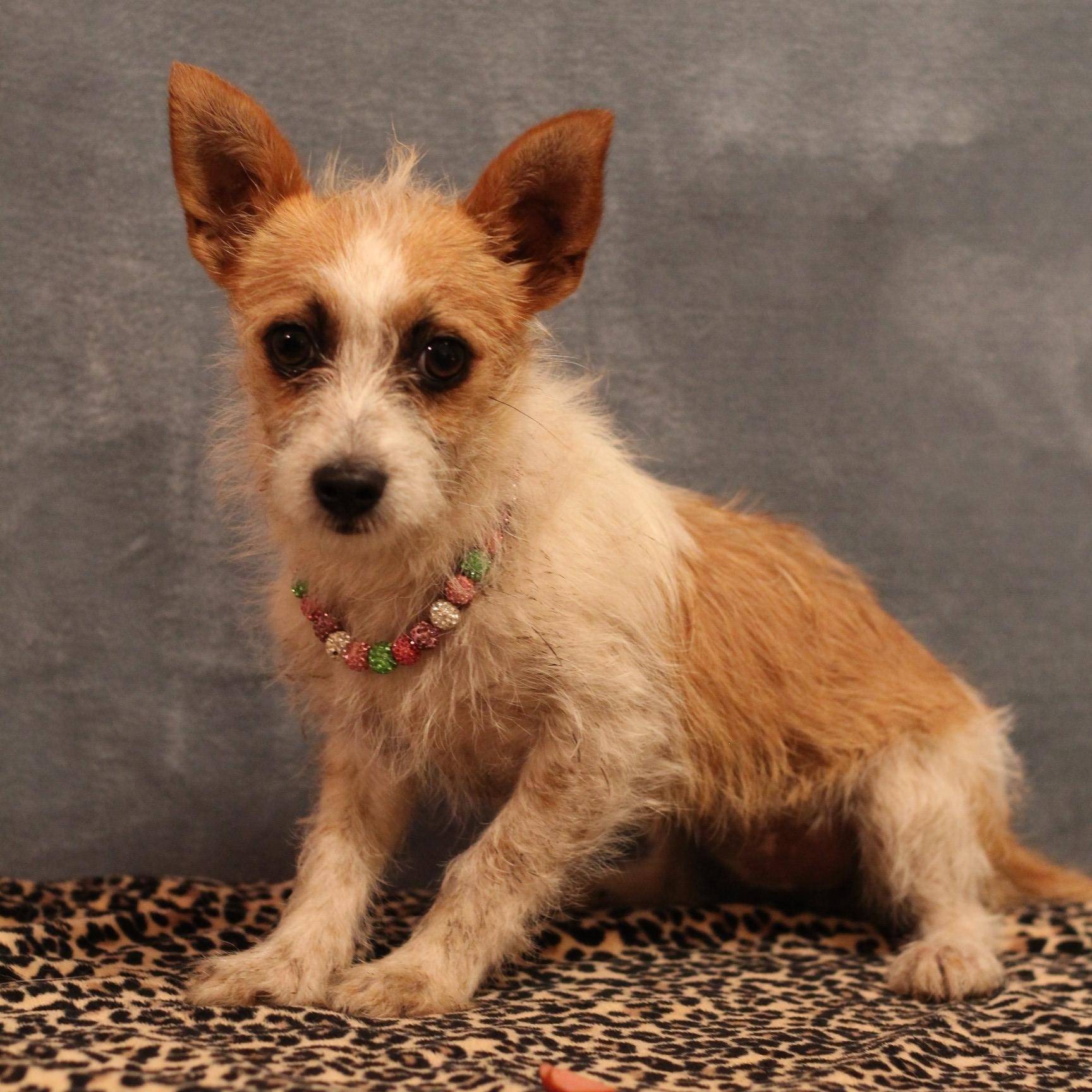 Enlarge Strudel, an adopted mixed breed in Yukon, OK image 3/3