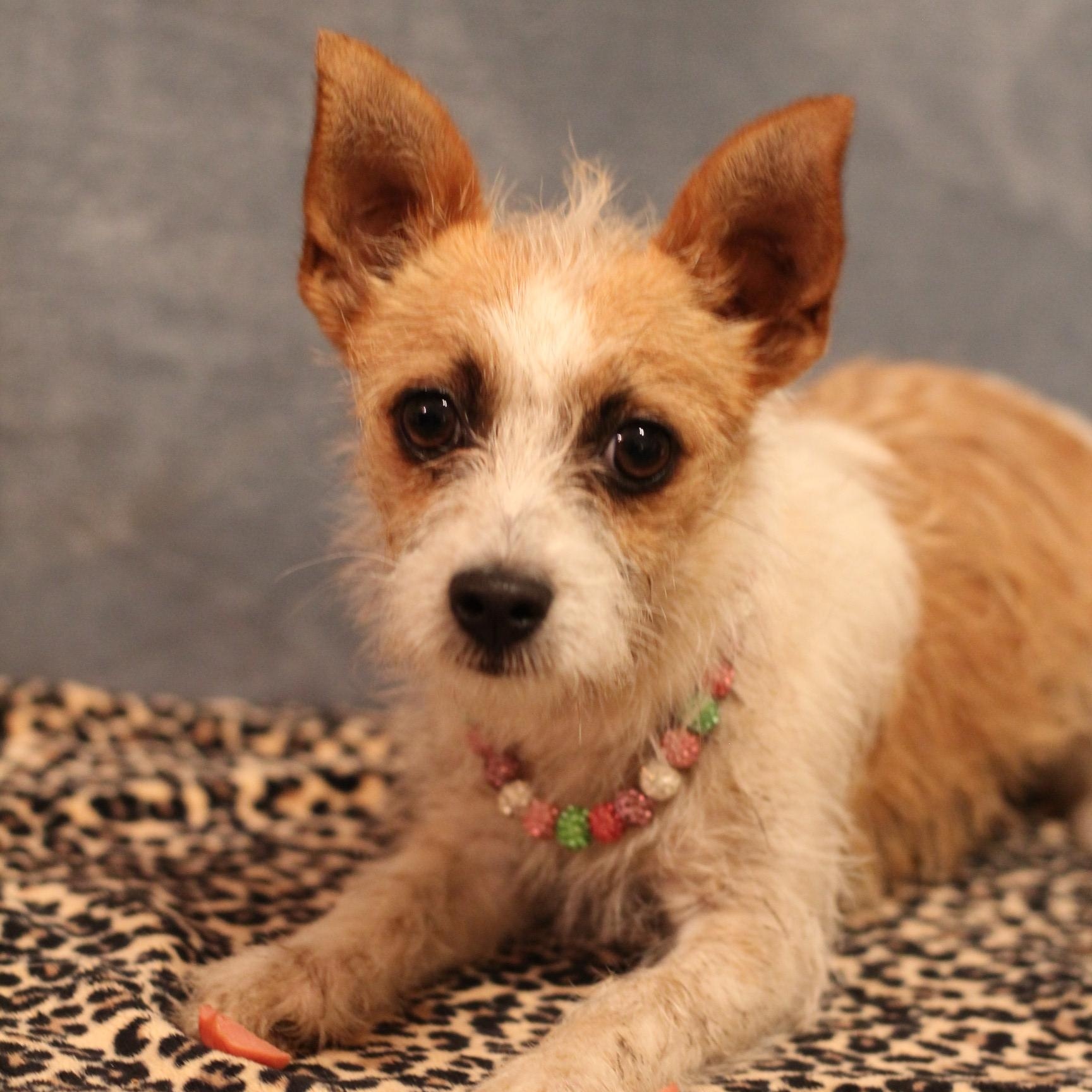 Enlarge Strudel, an adopted mixed breed in Yukon, OK image 2/3