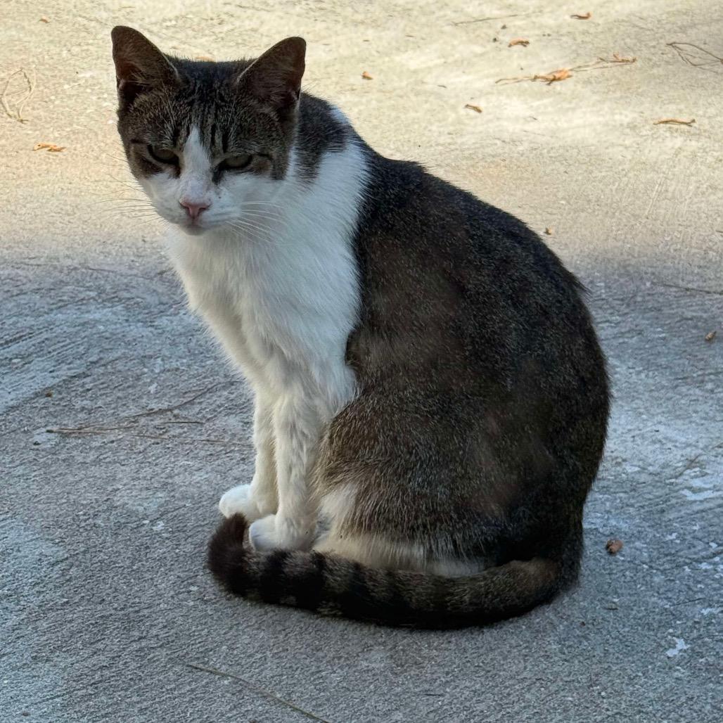 Wrenley, Adoptable, Adult Female Domestic Short Hair.