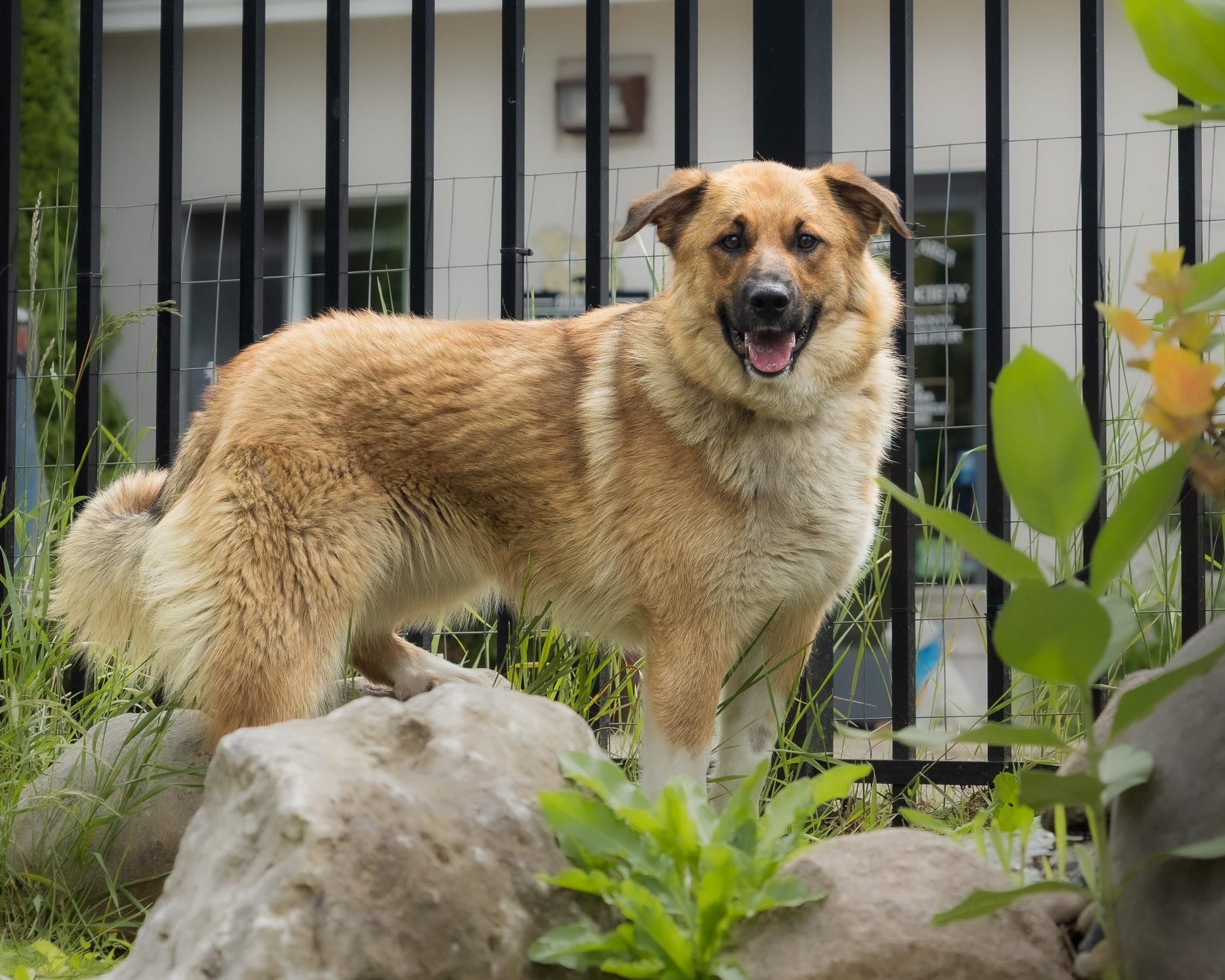 Meadow, an adoptable Yellow Labrador Retriever in Boyne City, MI, 49712 | Photo Image 1