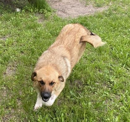Meadow, an adoptable Yellow Labrador Retriever in Boyne City, MI, 49712 | Photo Image 2