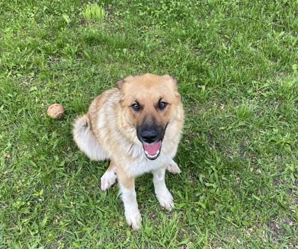 Meadow, an adoptable Yellow Labrador Retriever in Boyne City, MI, 49712 | Photo Image 3
