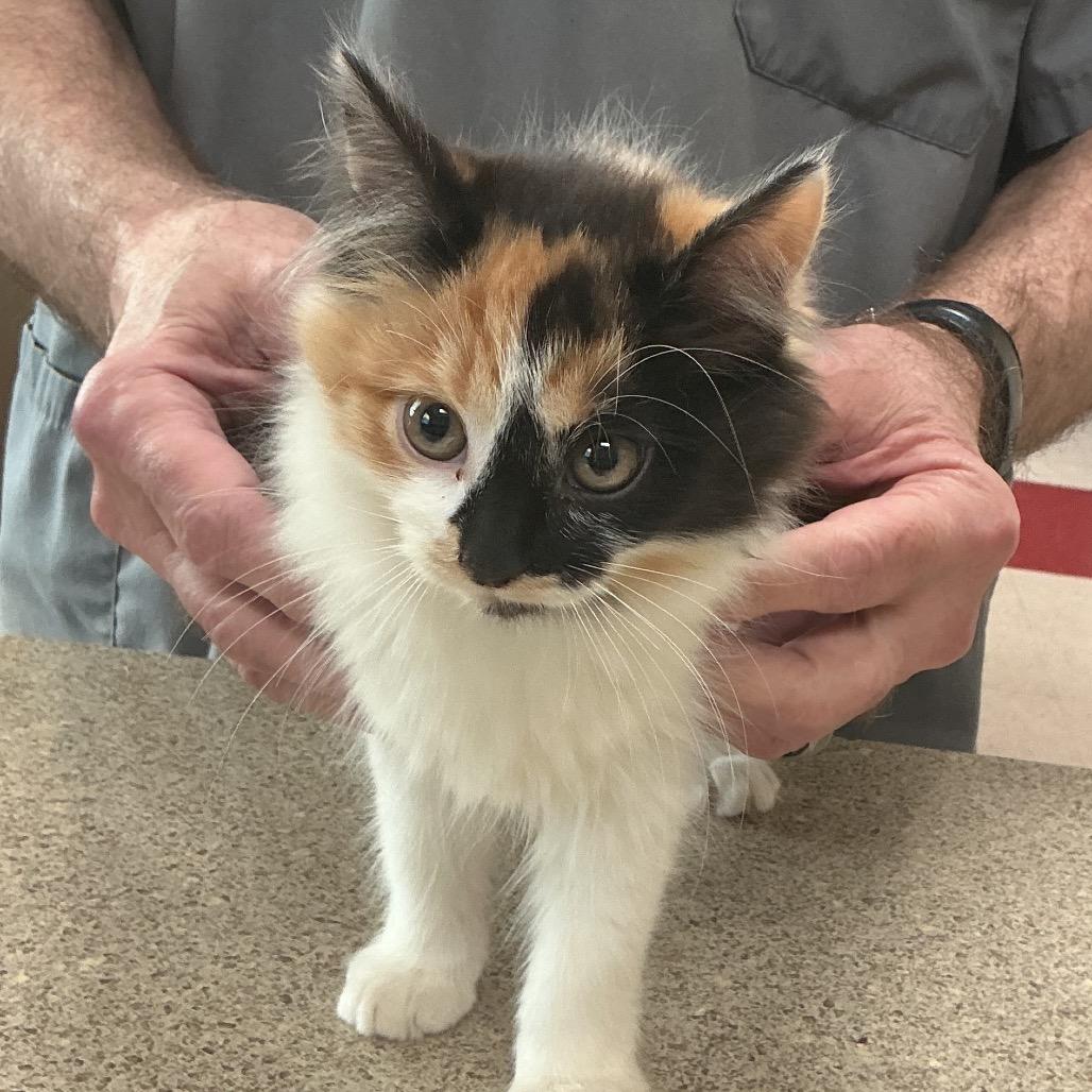 Enlarge Caramel, an adopted Domestic Medium Hair in Beulaville, NC image 1/1