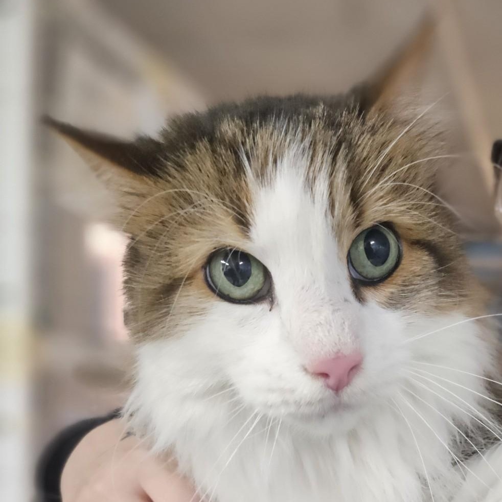 Enlarge Prince Alexander III, an adopted Domestic Long Hair in Claremont, NH image 1/1